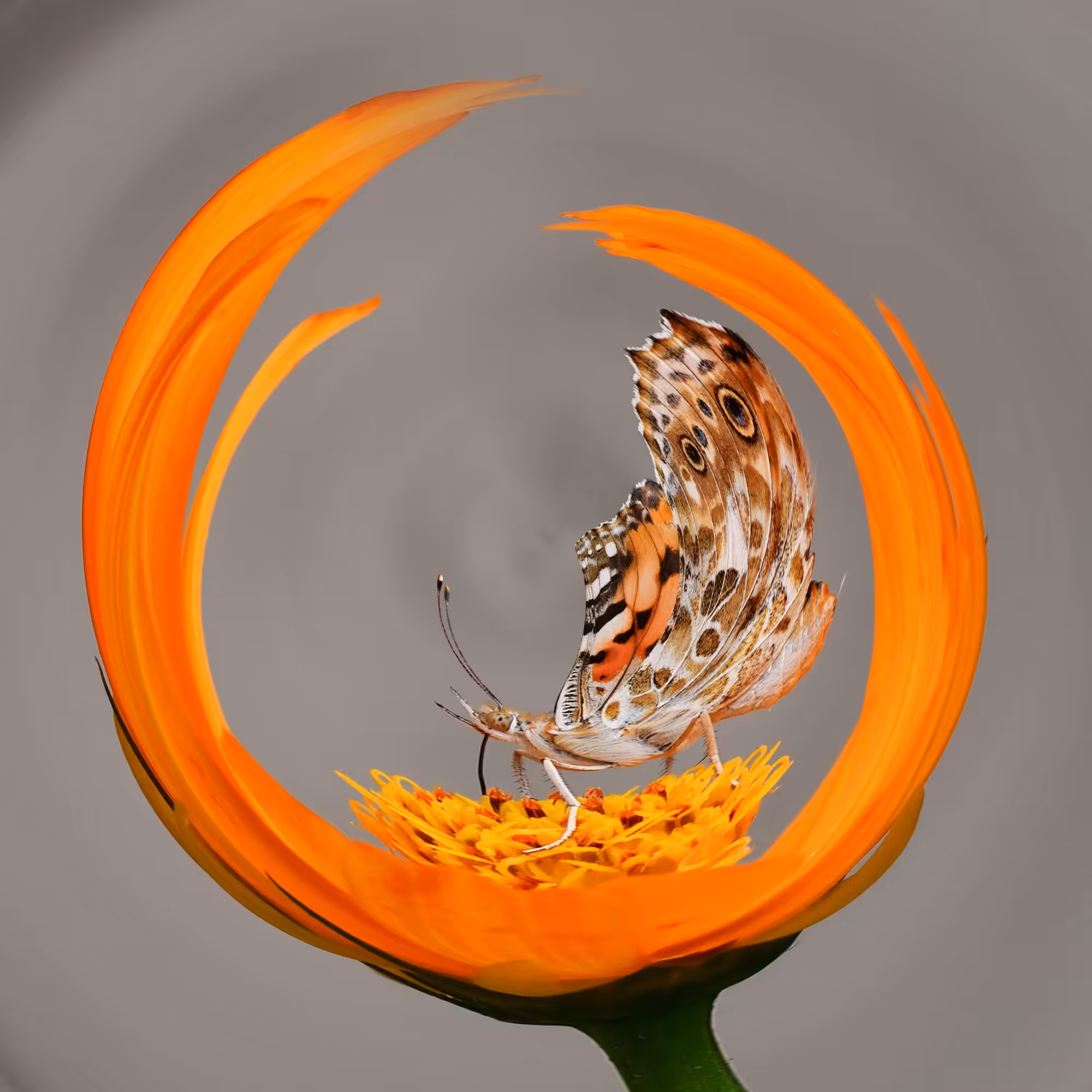 Mane Prandium, 2021