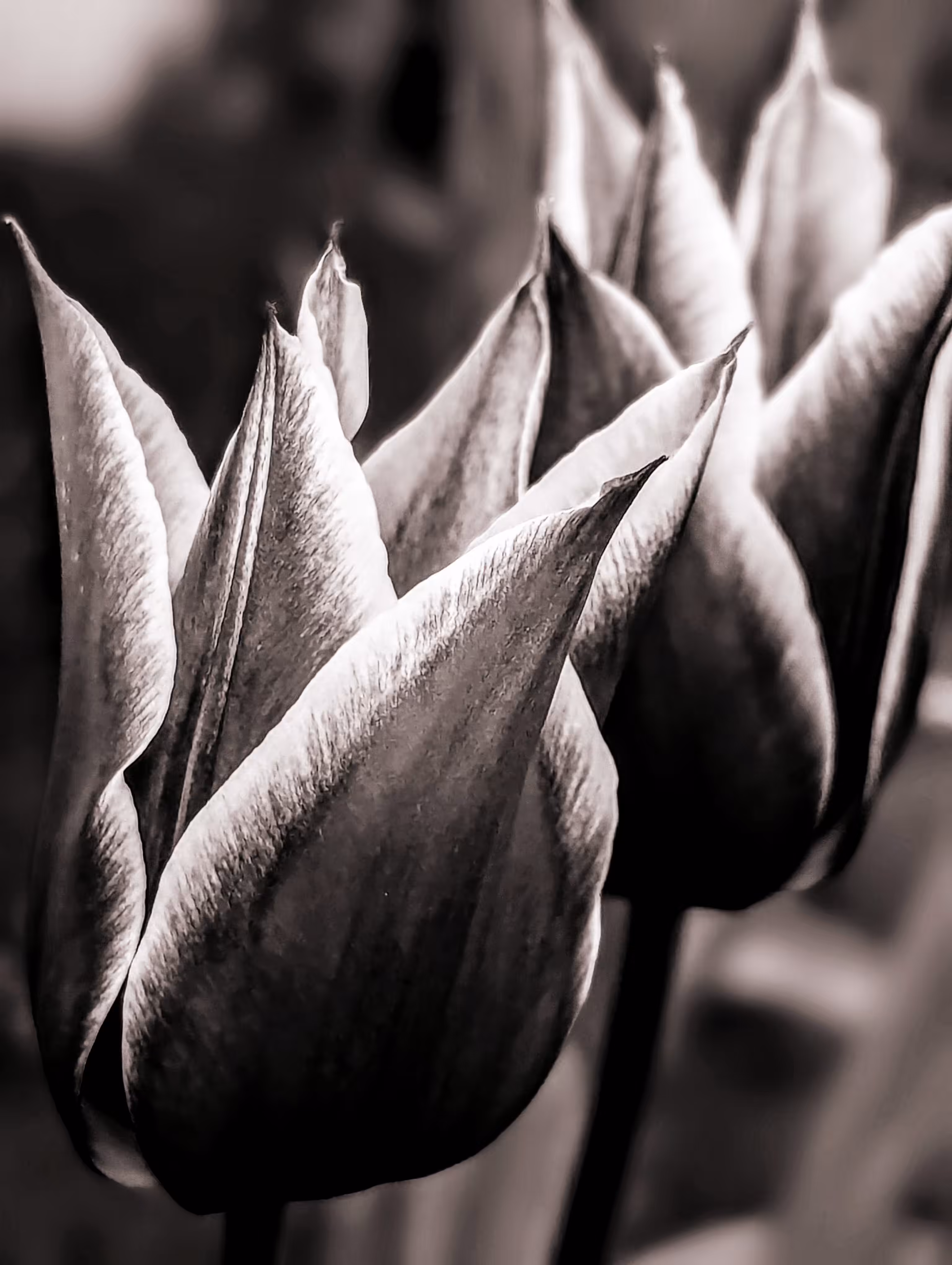 Twin tulips