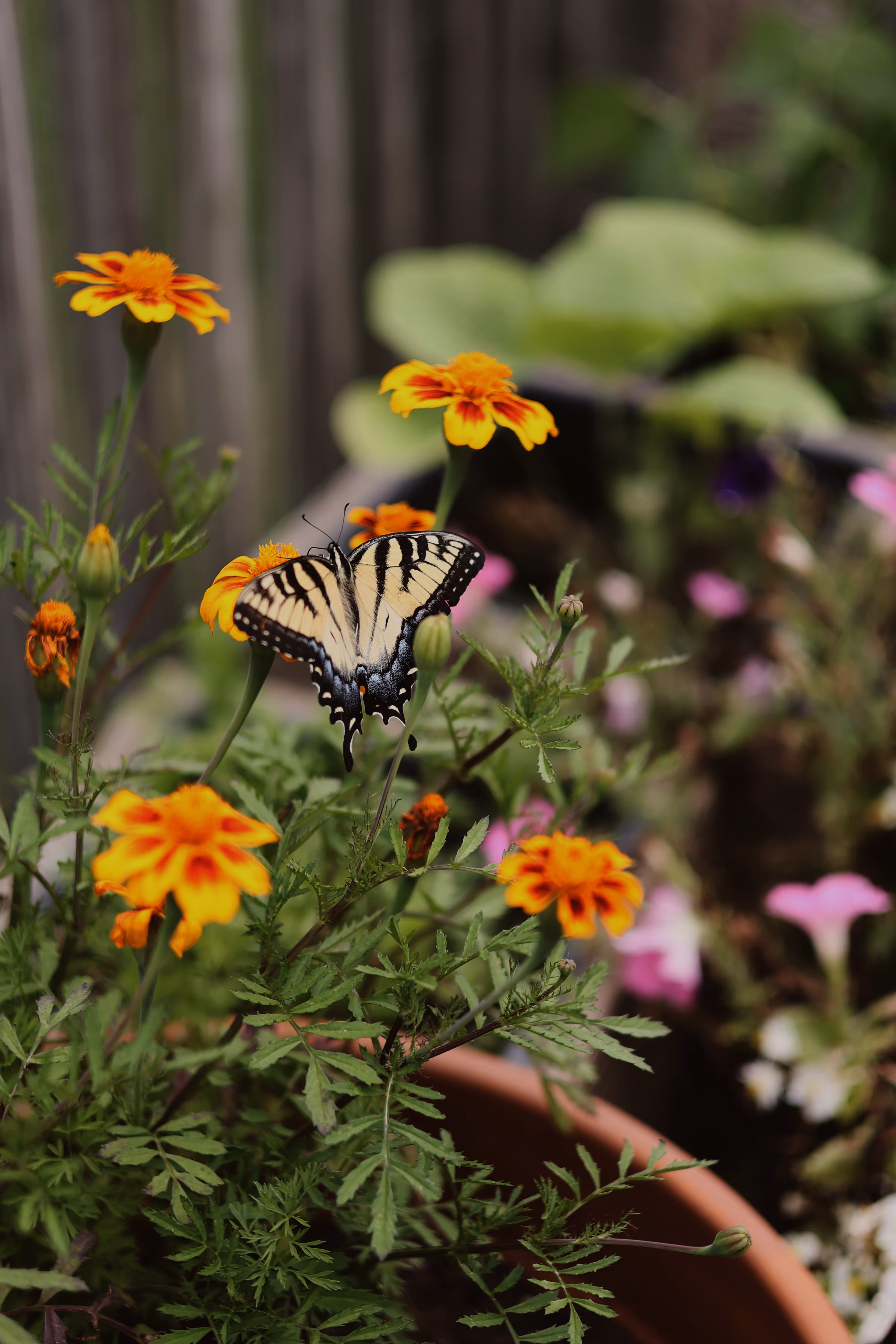 _porch garden