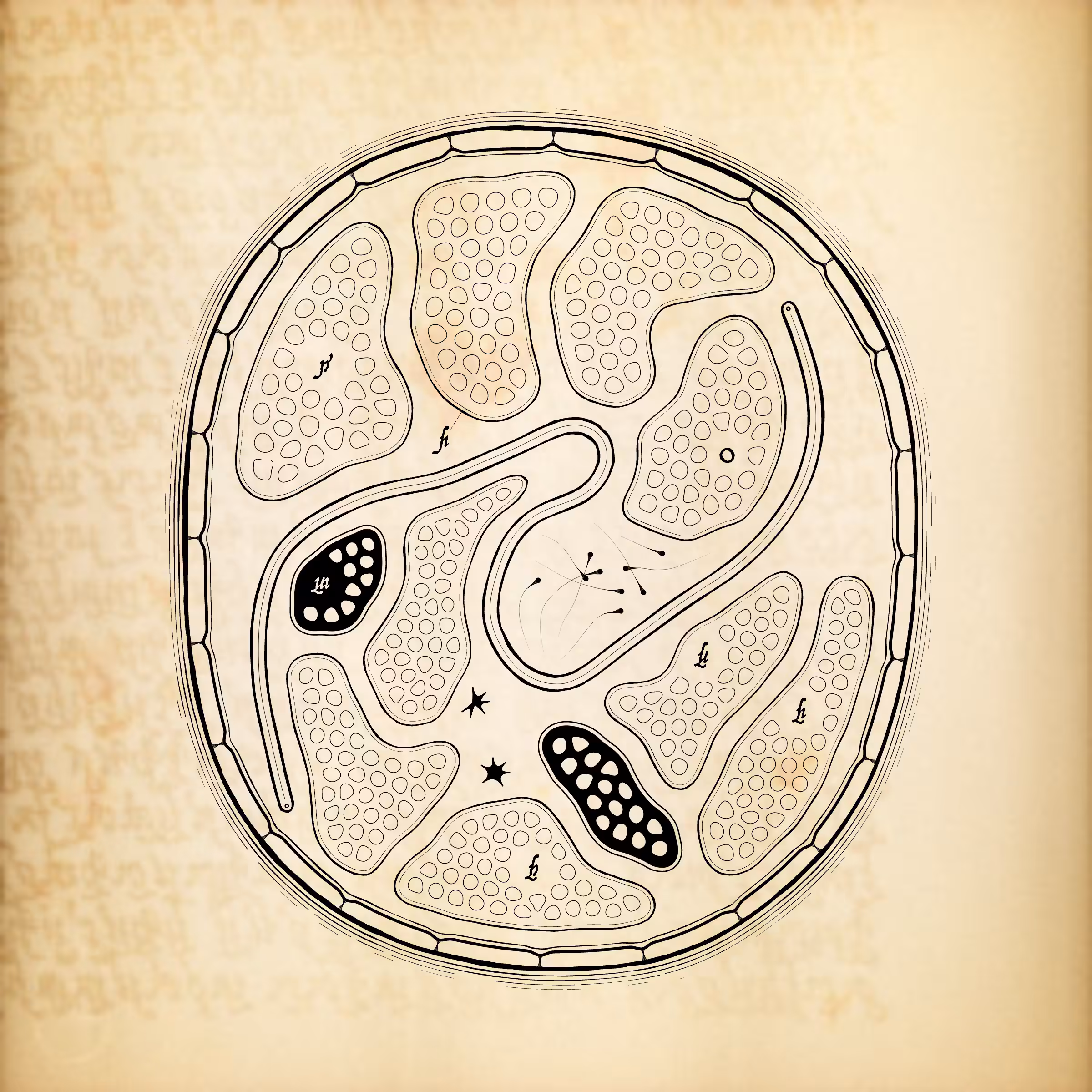 Cytographia #231