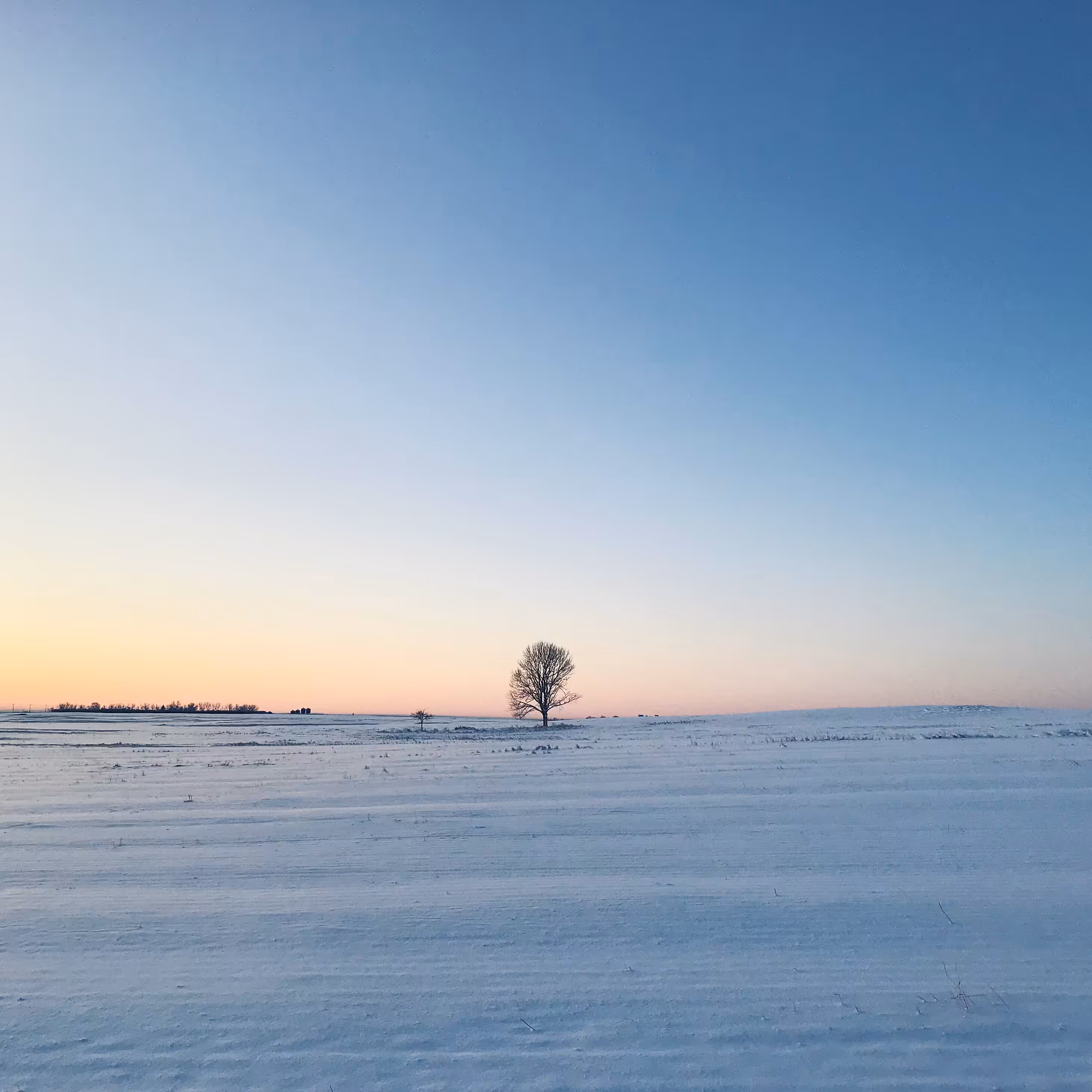 Lonely Field Tree 012