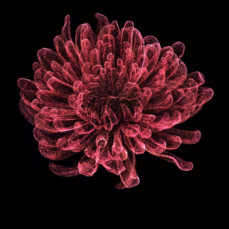 Chrysanthemum Morifolium 30 #4