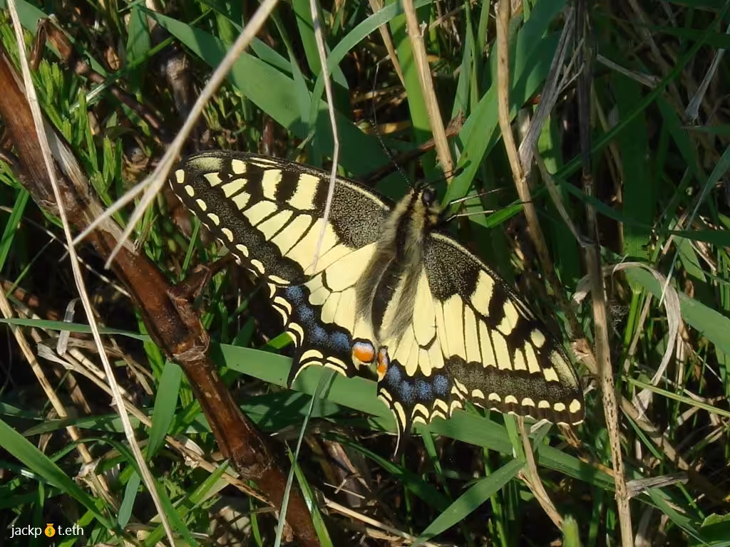 Papilio machaon
