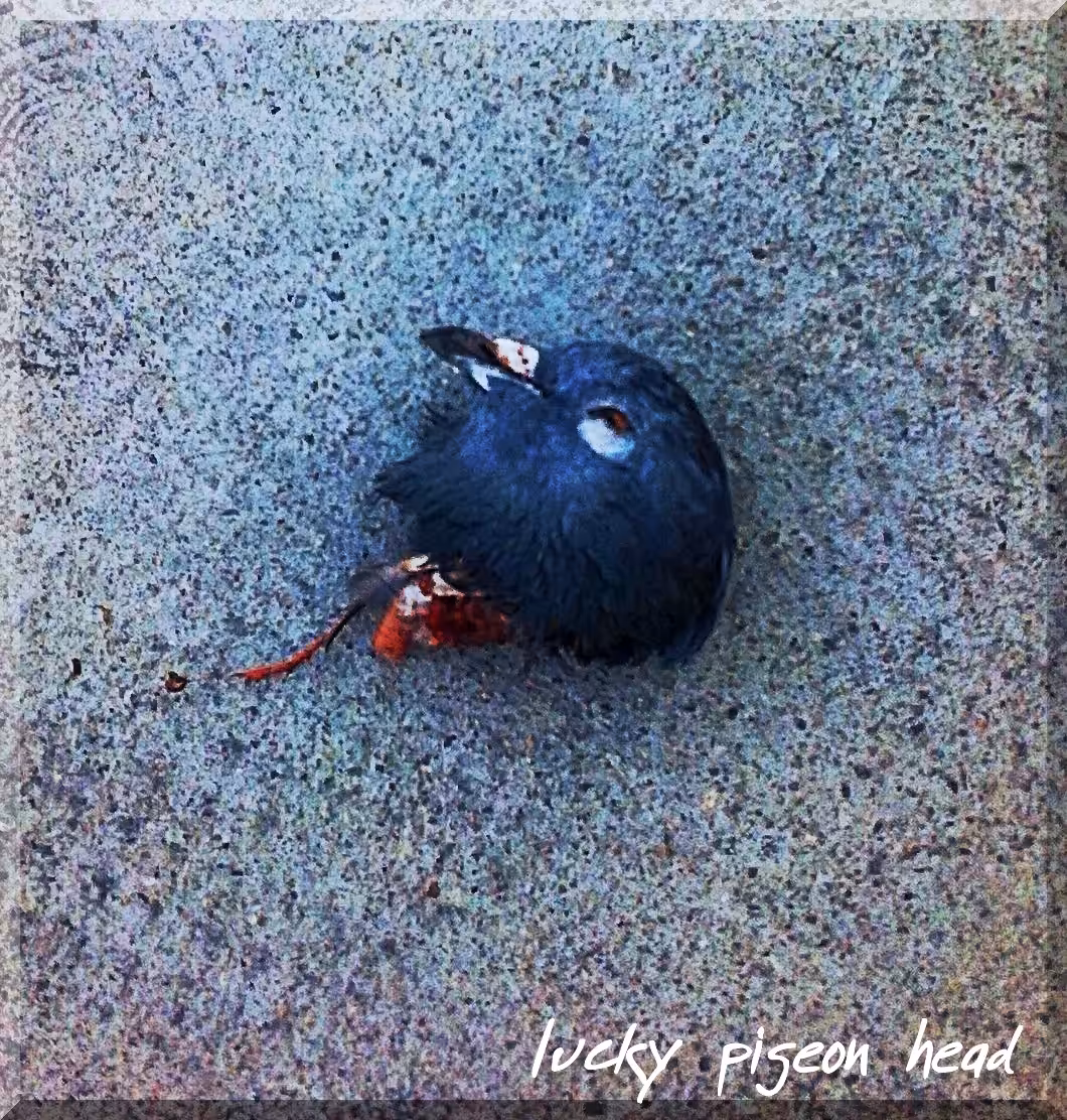Lucky Pigeon Head