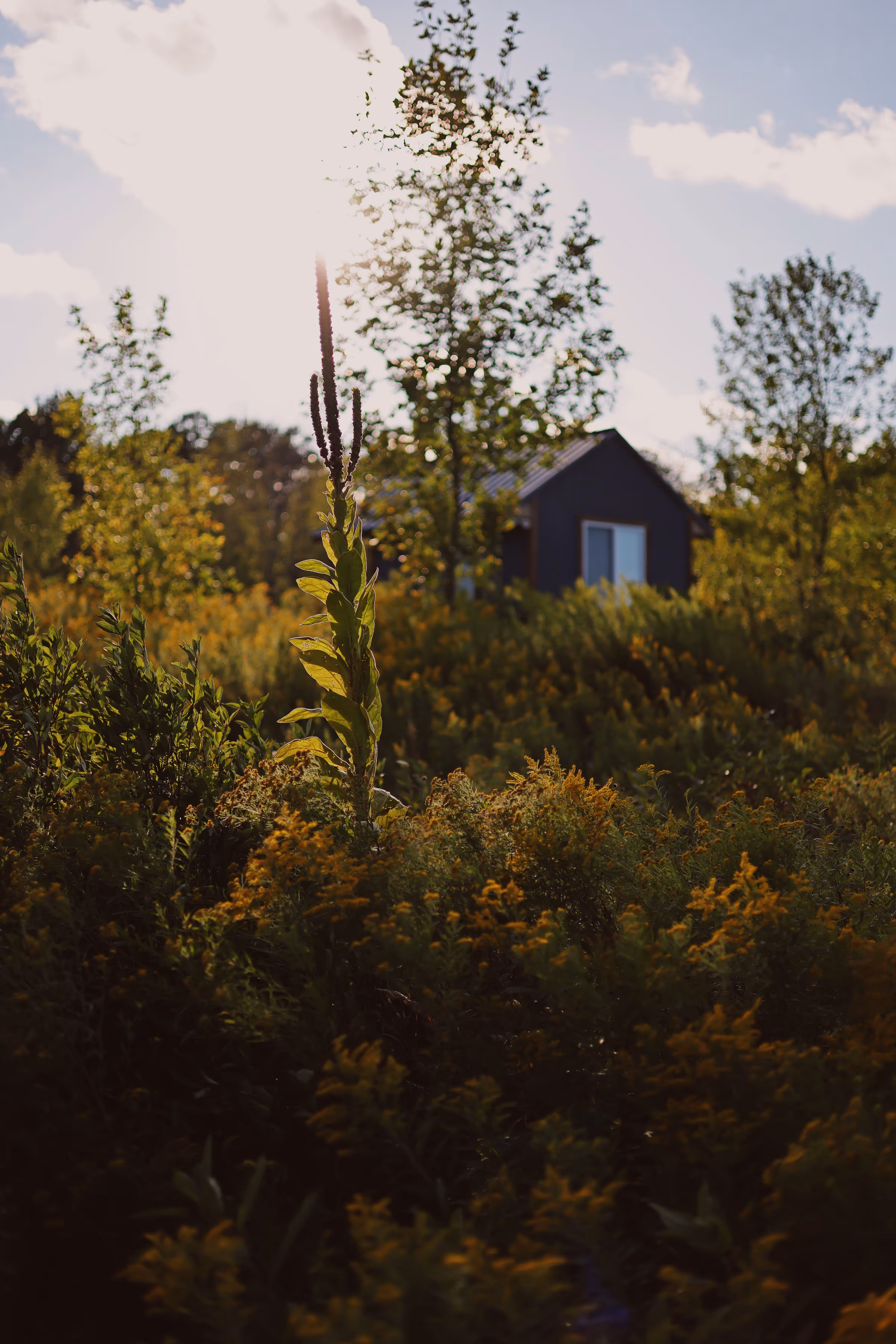 _fields of gold