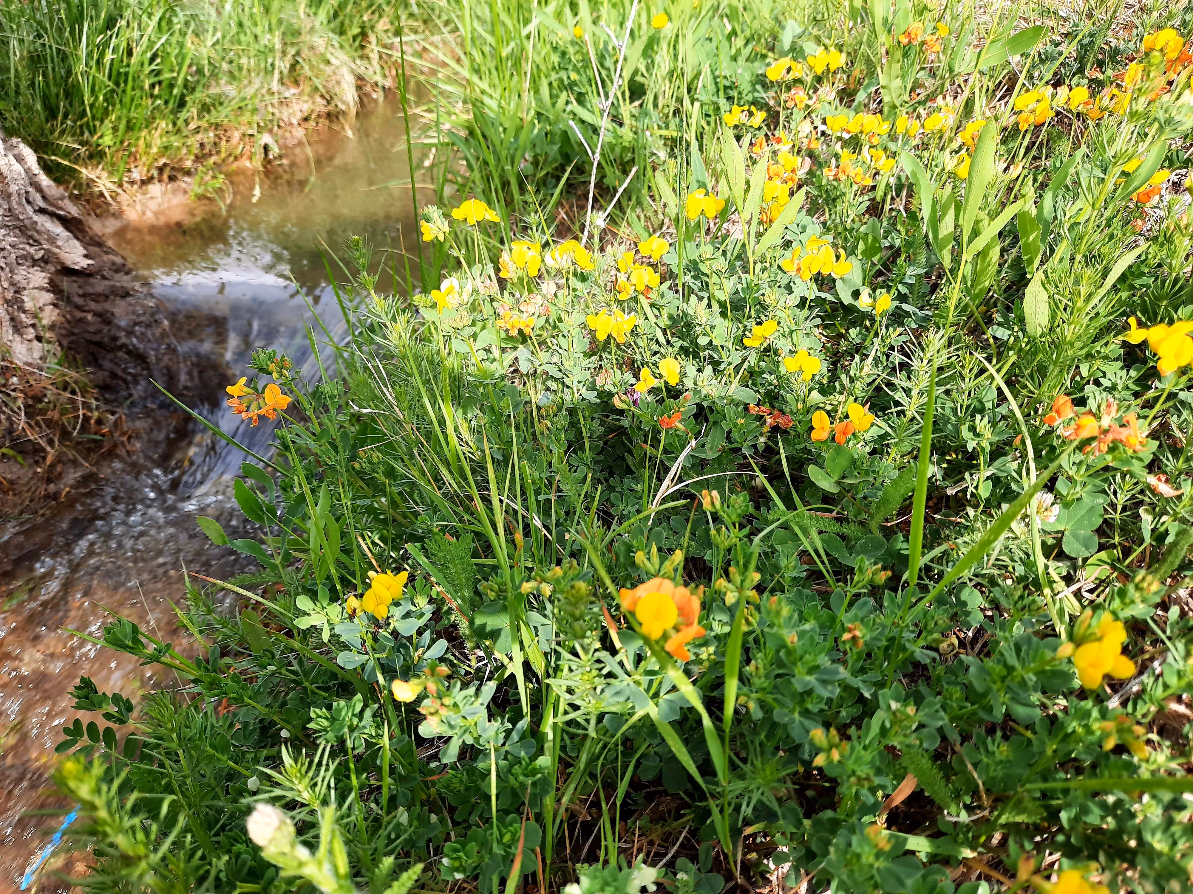 water song