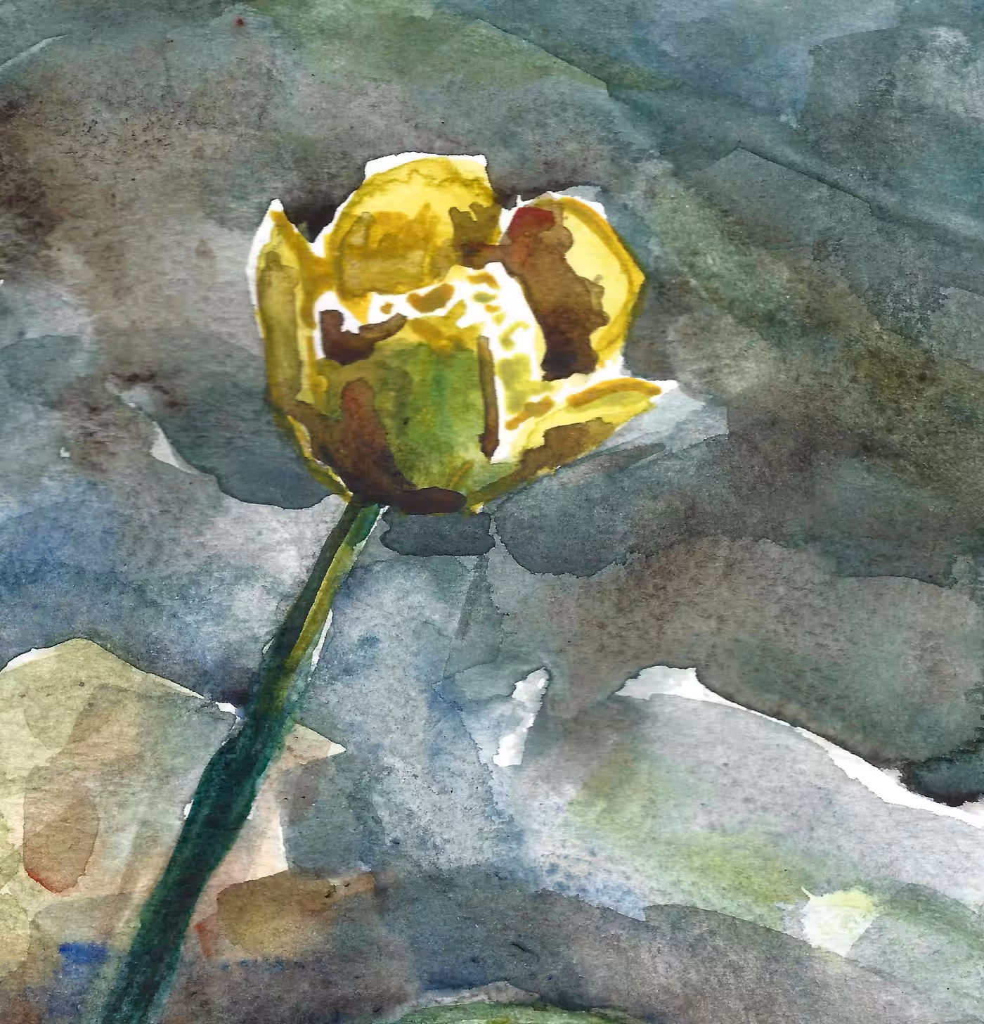 Yellow Pond Waterlily Flower