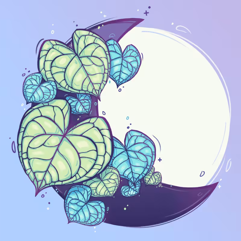Moon #24 Anthurium