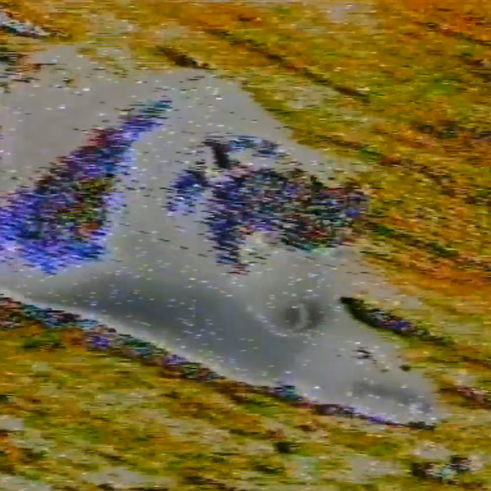 vhs dream 0091