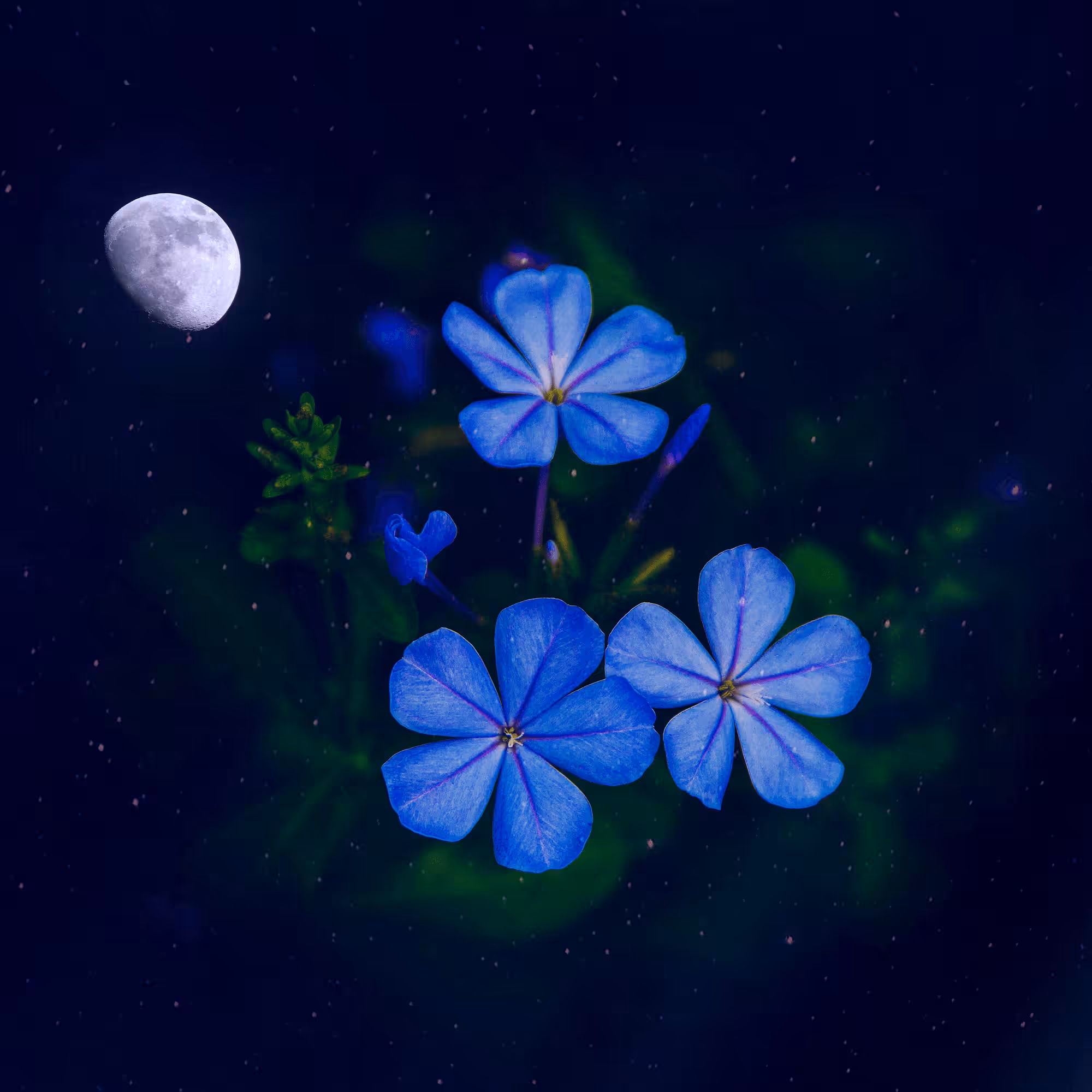 Meta Flower #2 (20 Editions)