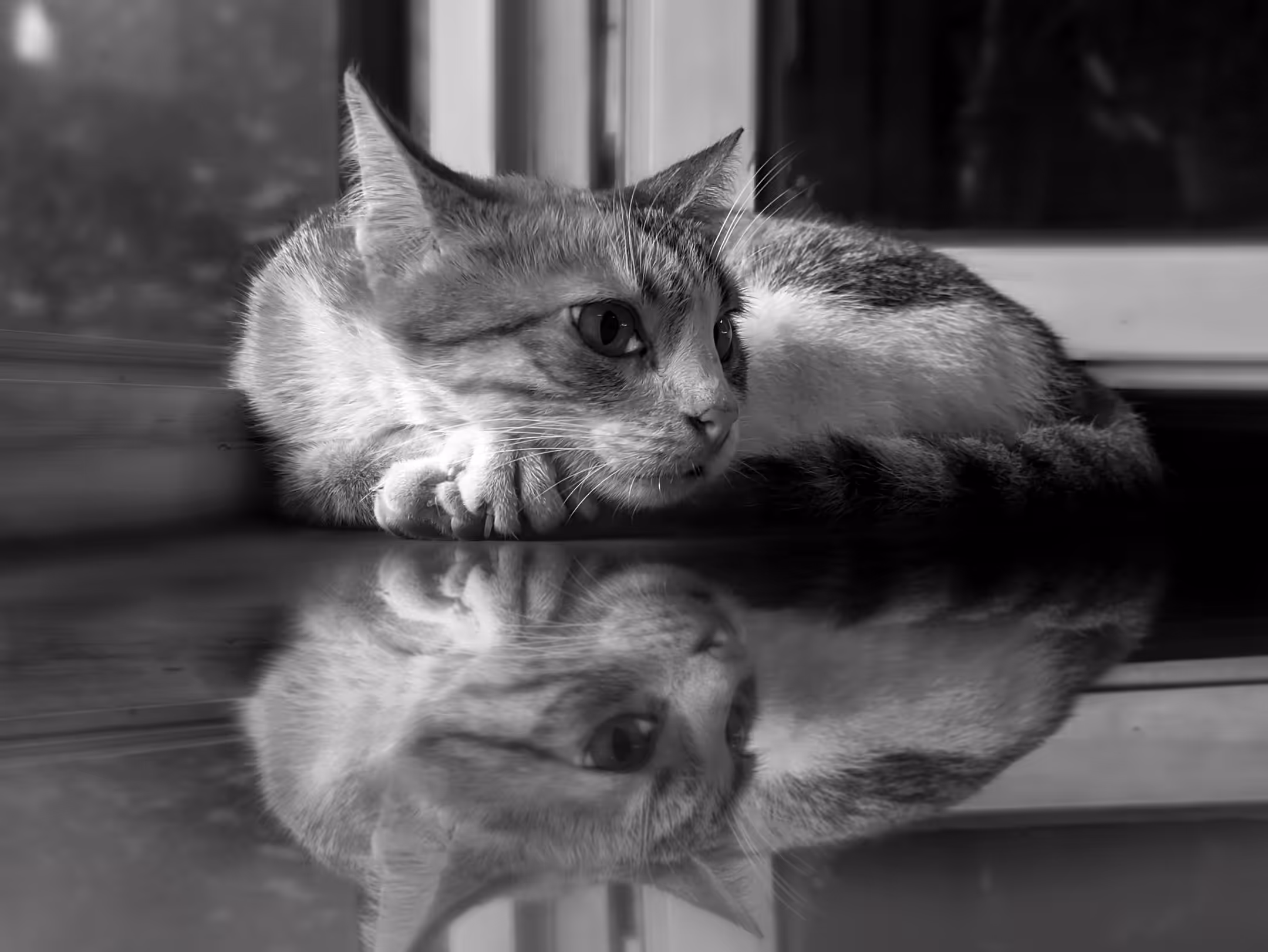 Kitty Eyes