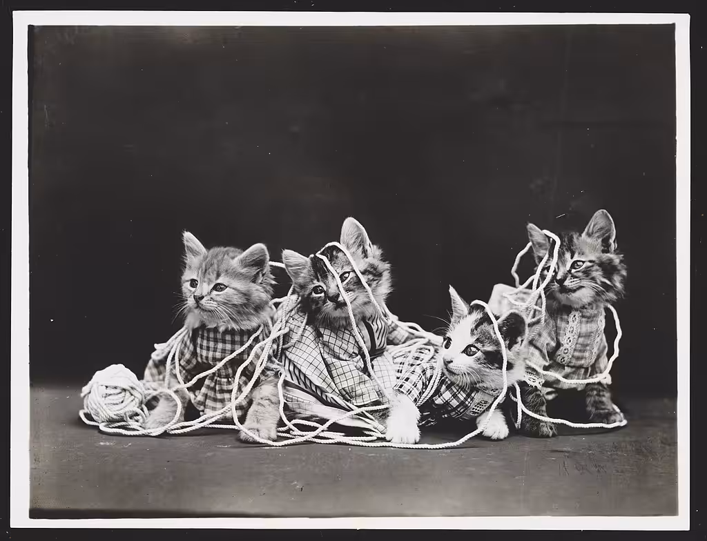The entanglement