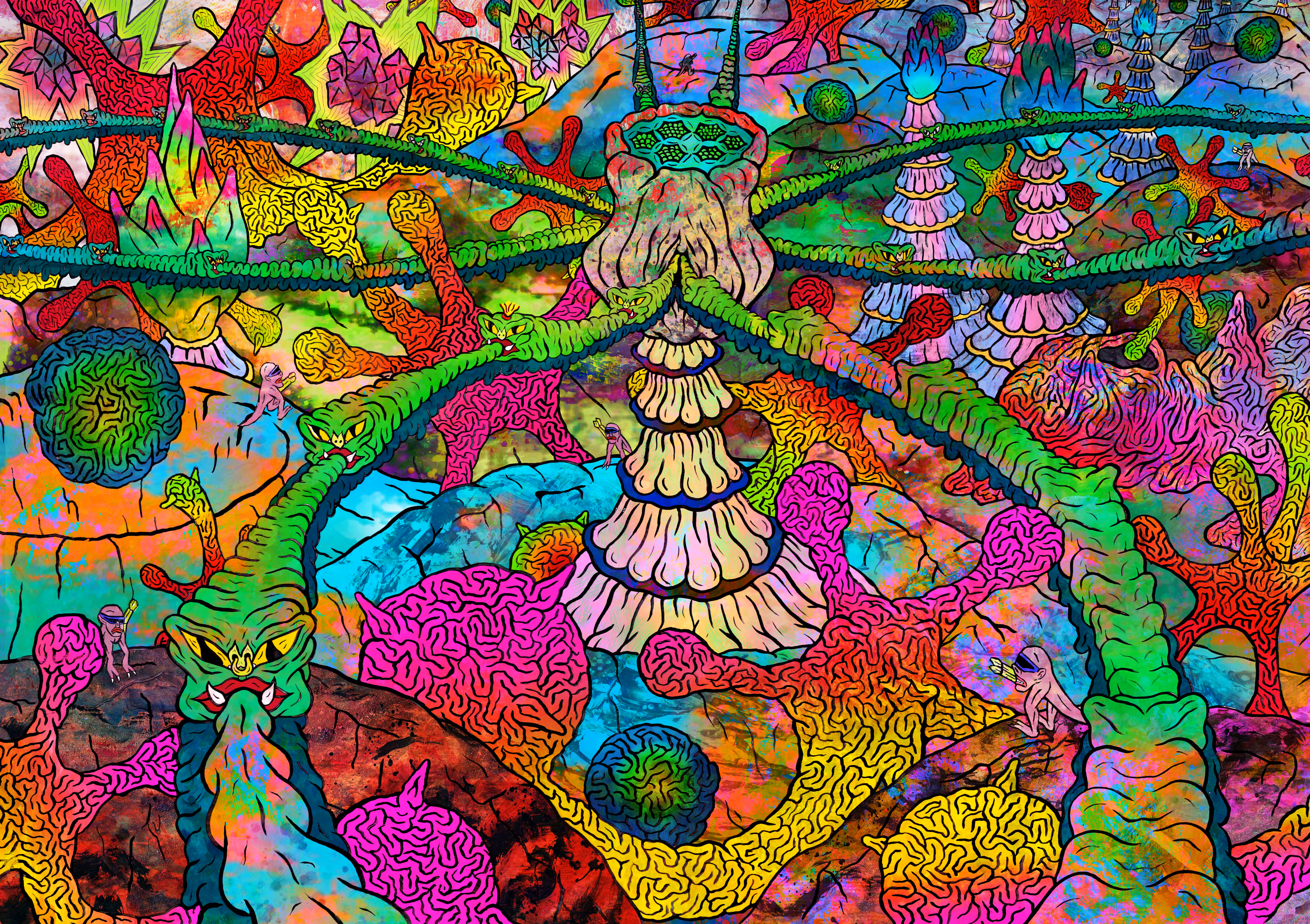 Opium Poppy