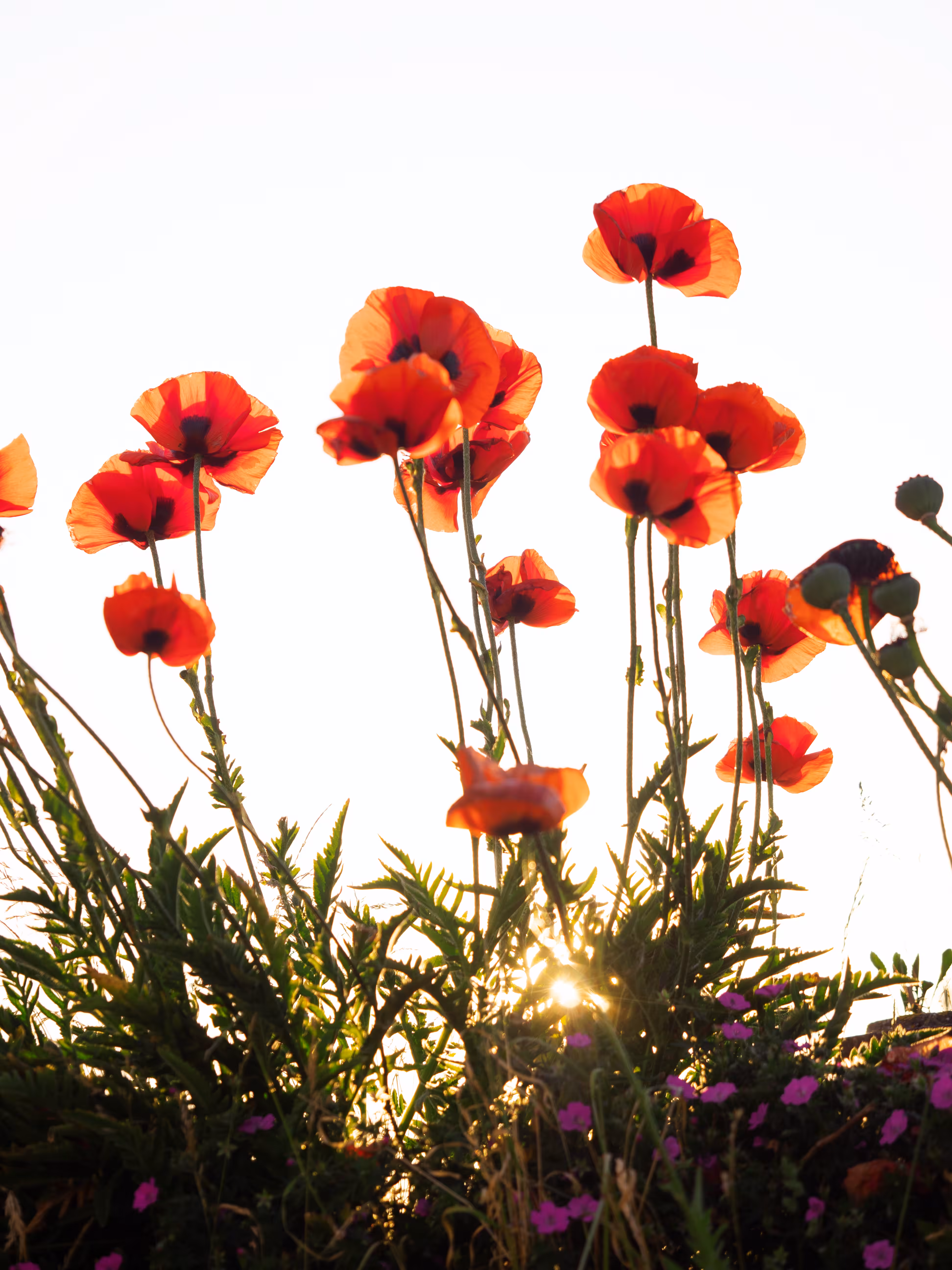 Neighbour poppies 