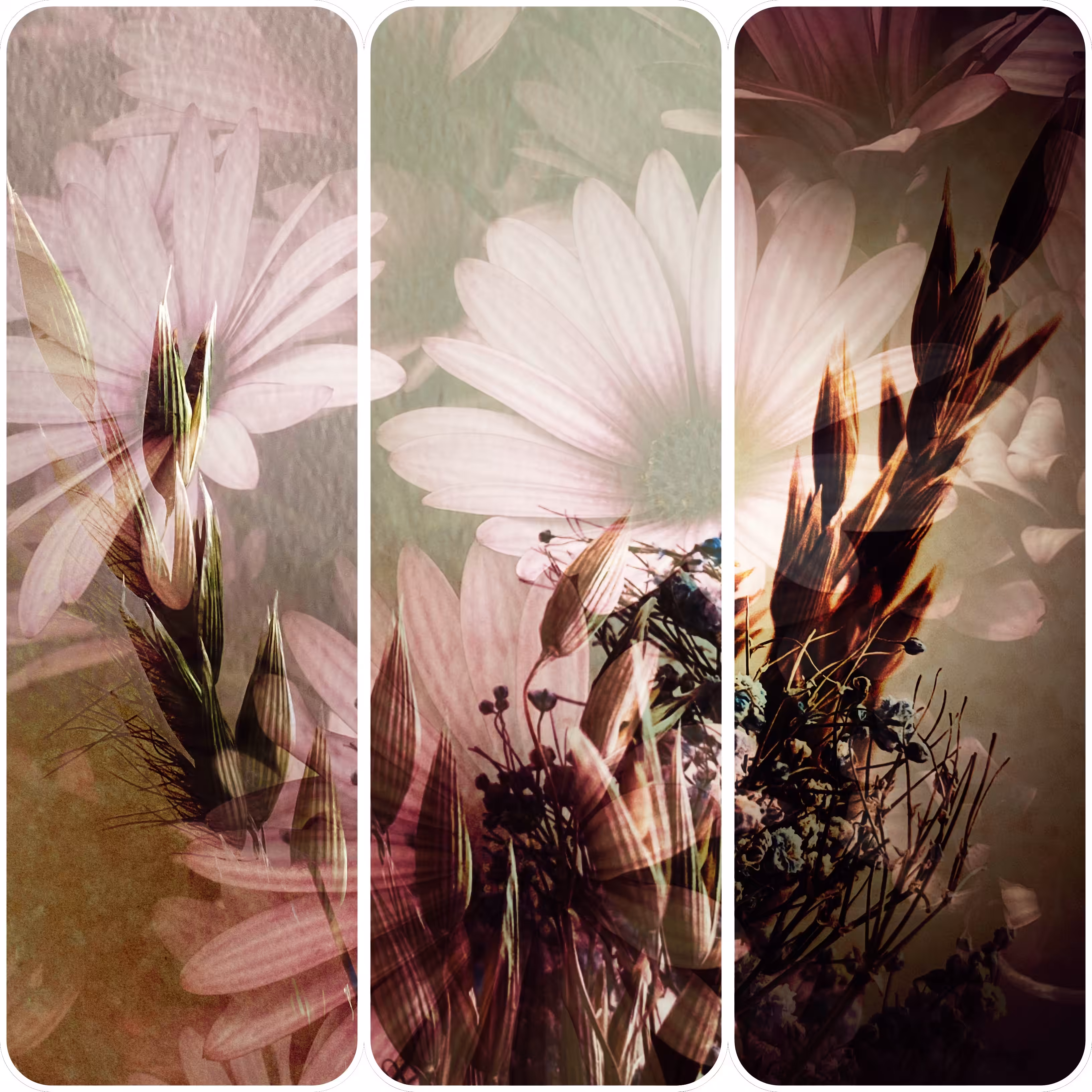 Floral Noise: Feelings of Felicitations