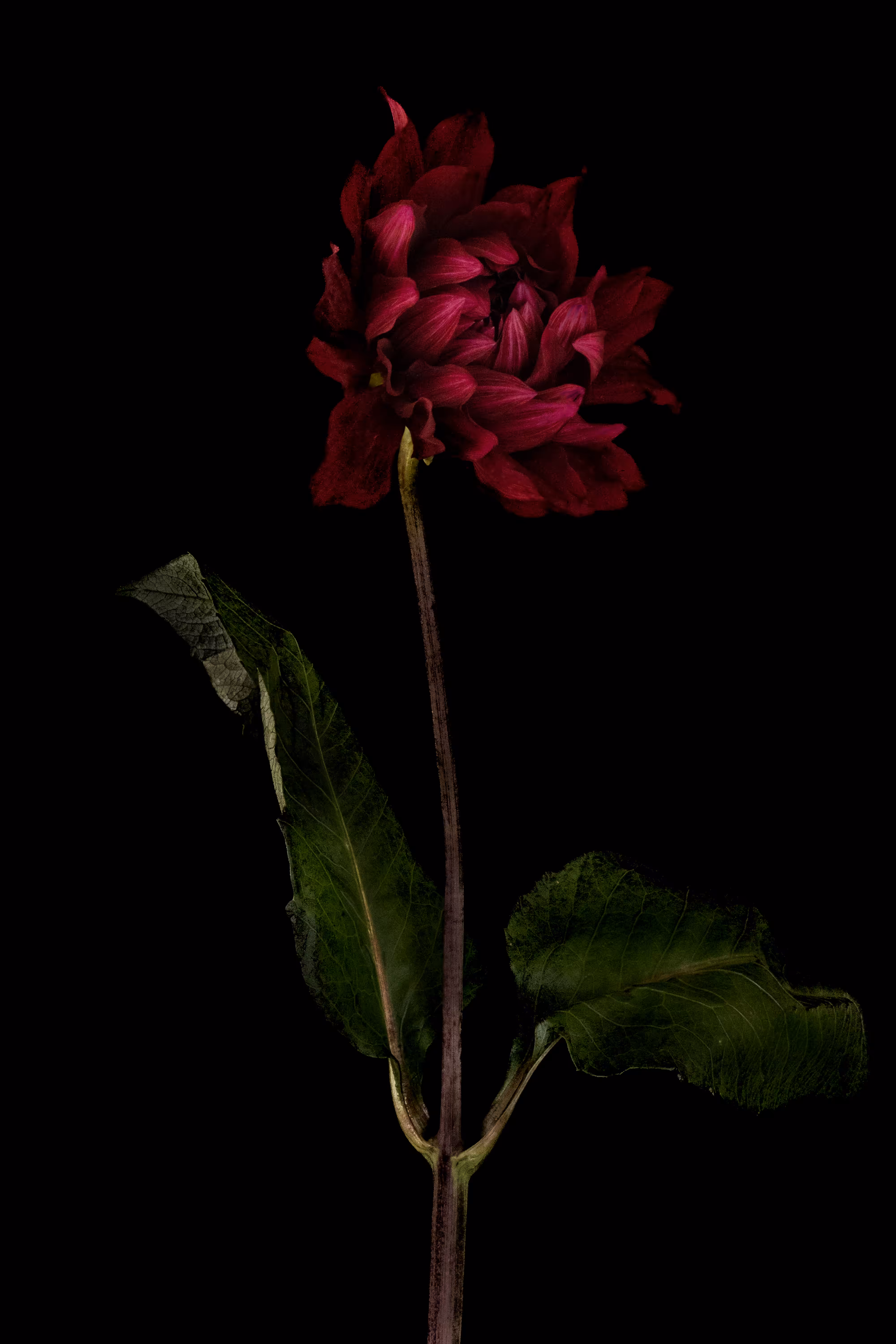 Dahlia #2