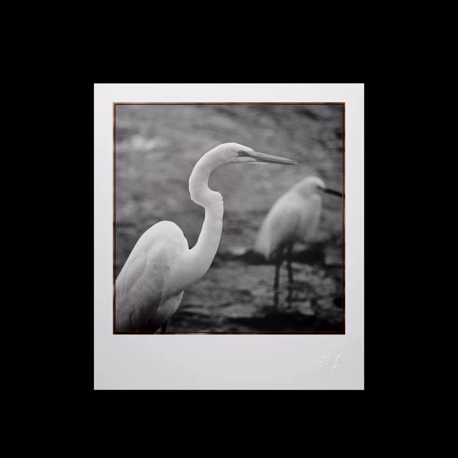 Instantâneos em Movimento (Moving Snapshots) - Aves: #1 Ardea alba
