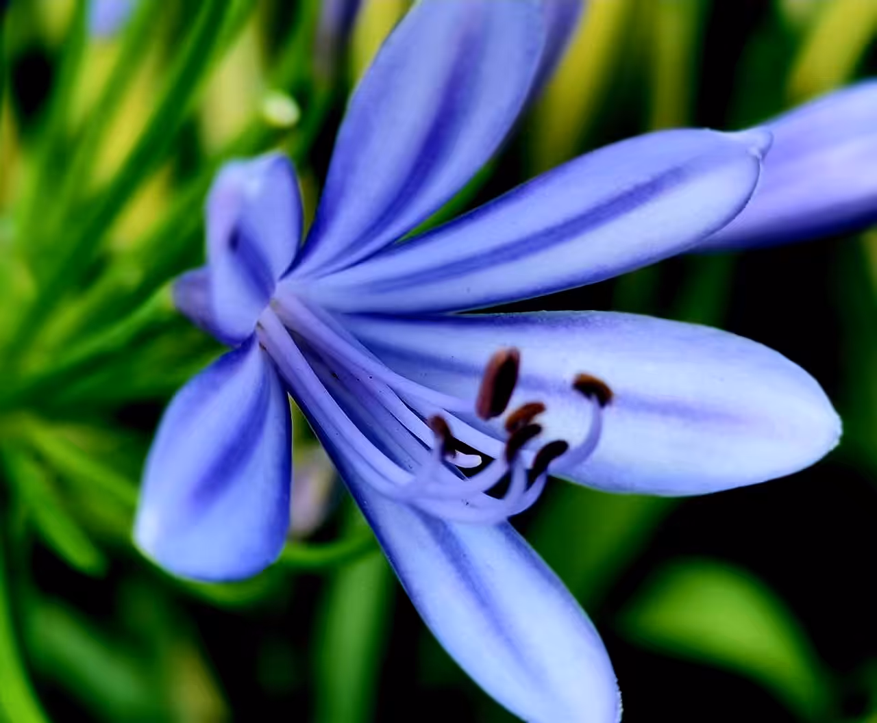 African Lily