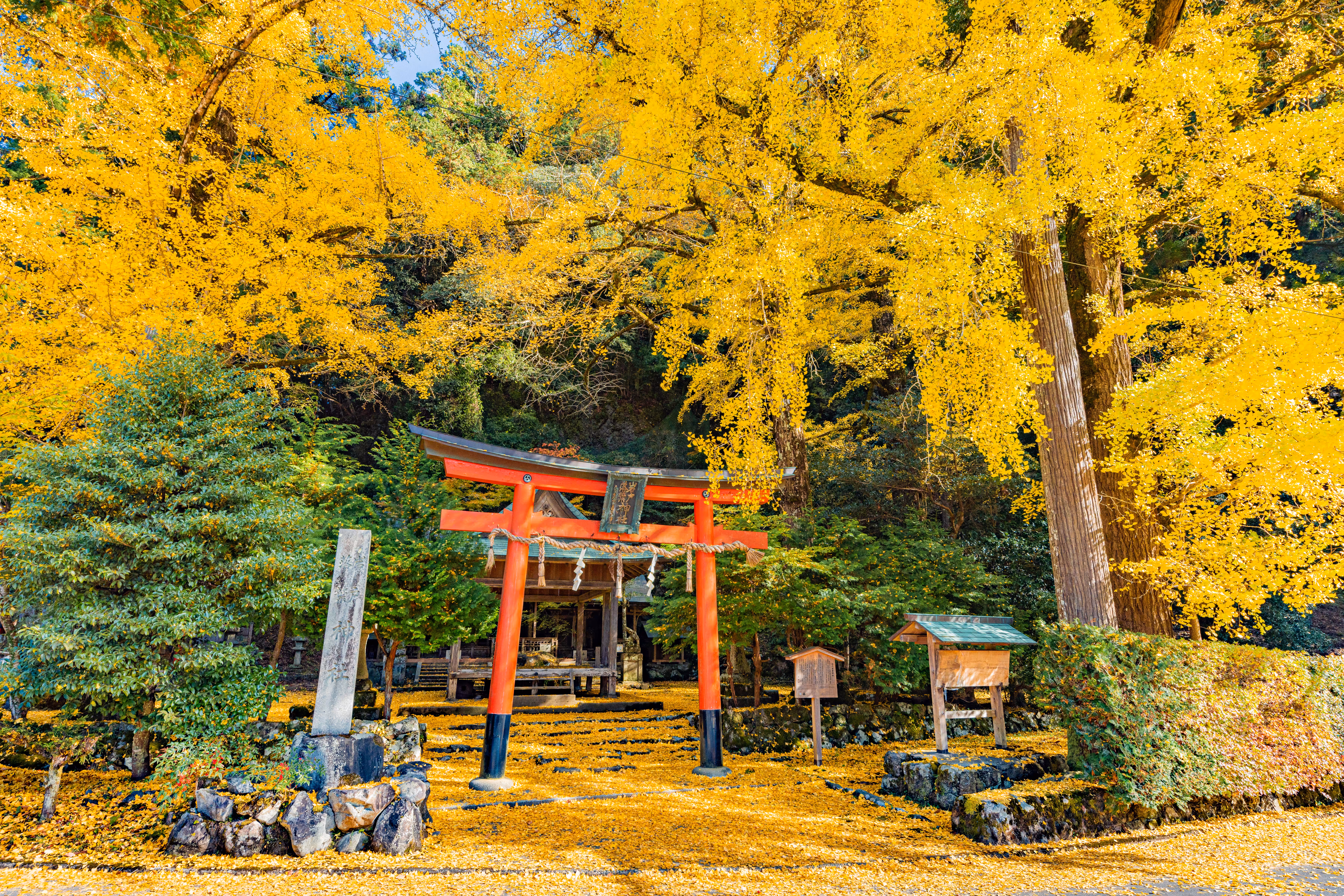  Kyoto shrine dyed yellow