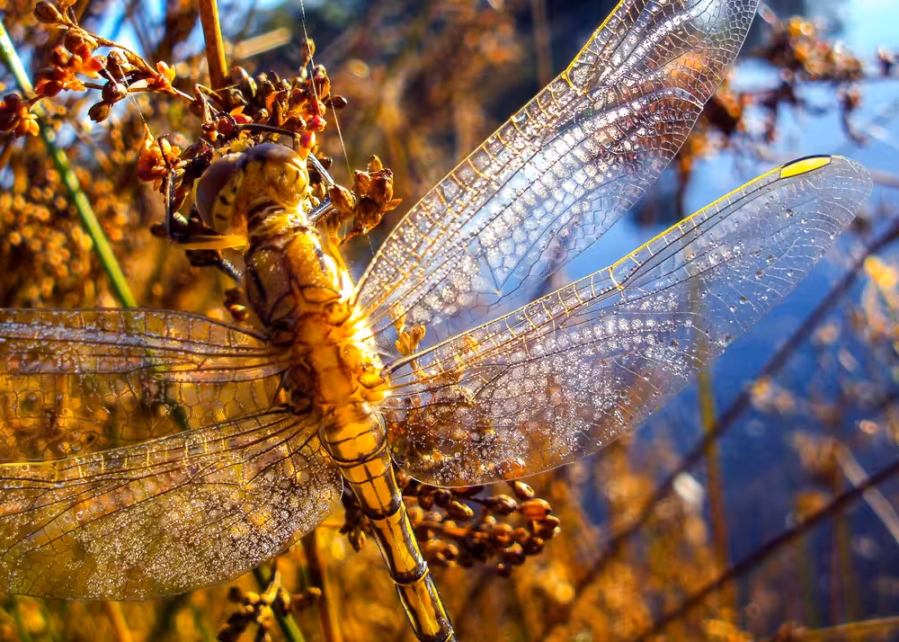 Wings that Sparkle in the Light