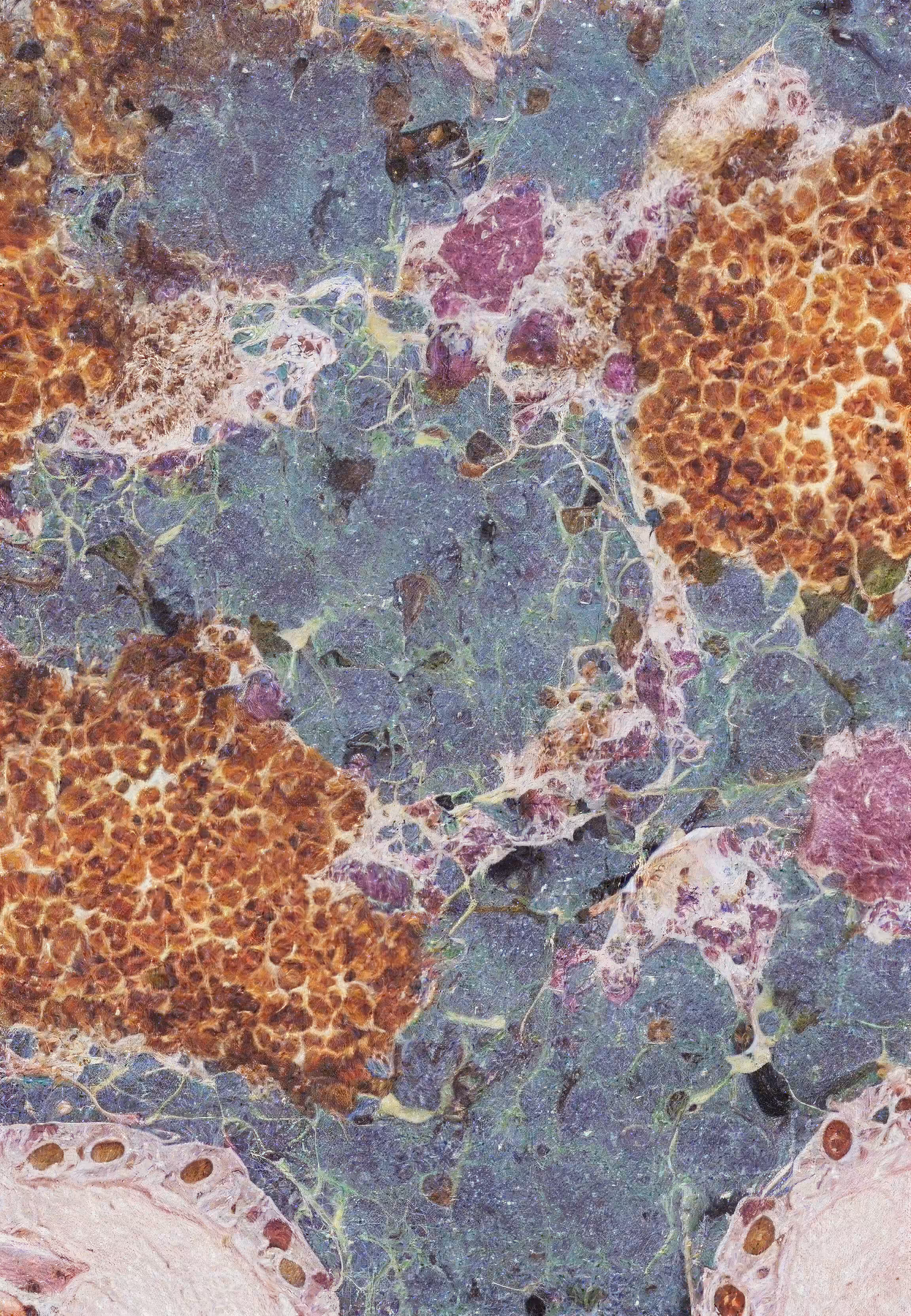 Histologia In Silico #298