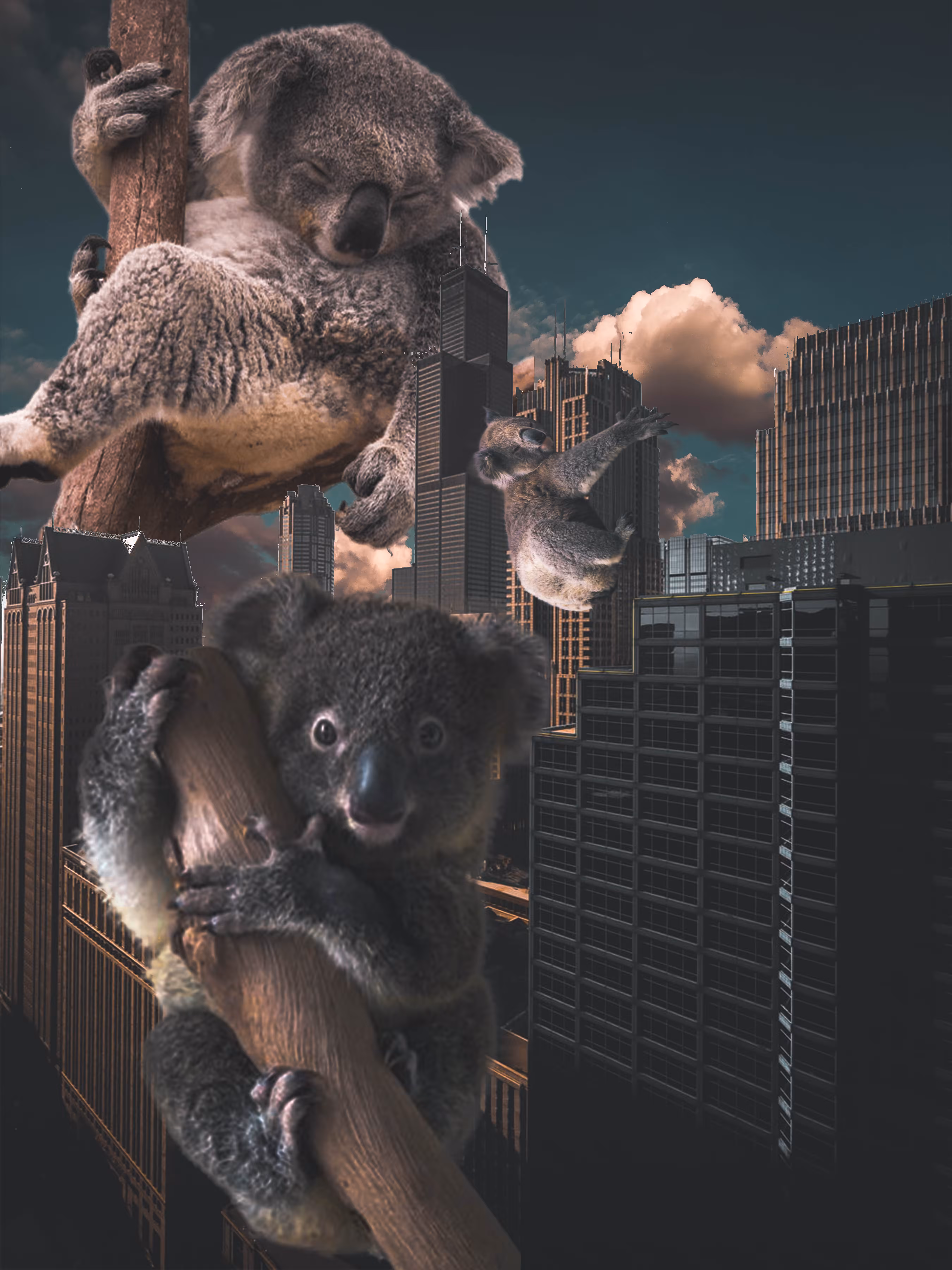 Koala City