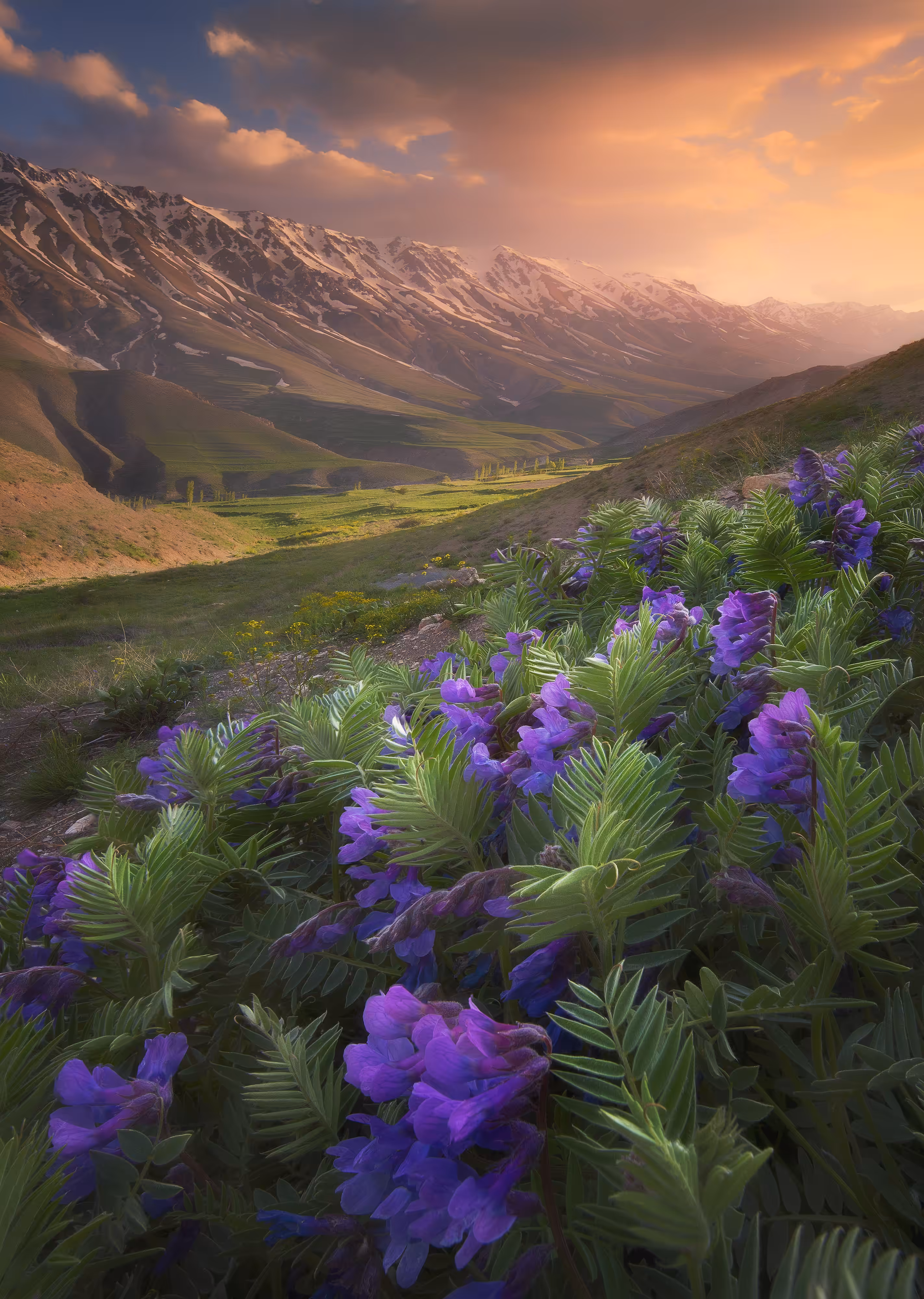 Spiring flowers