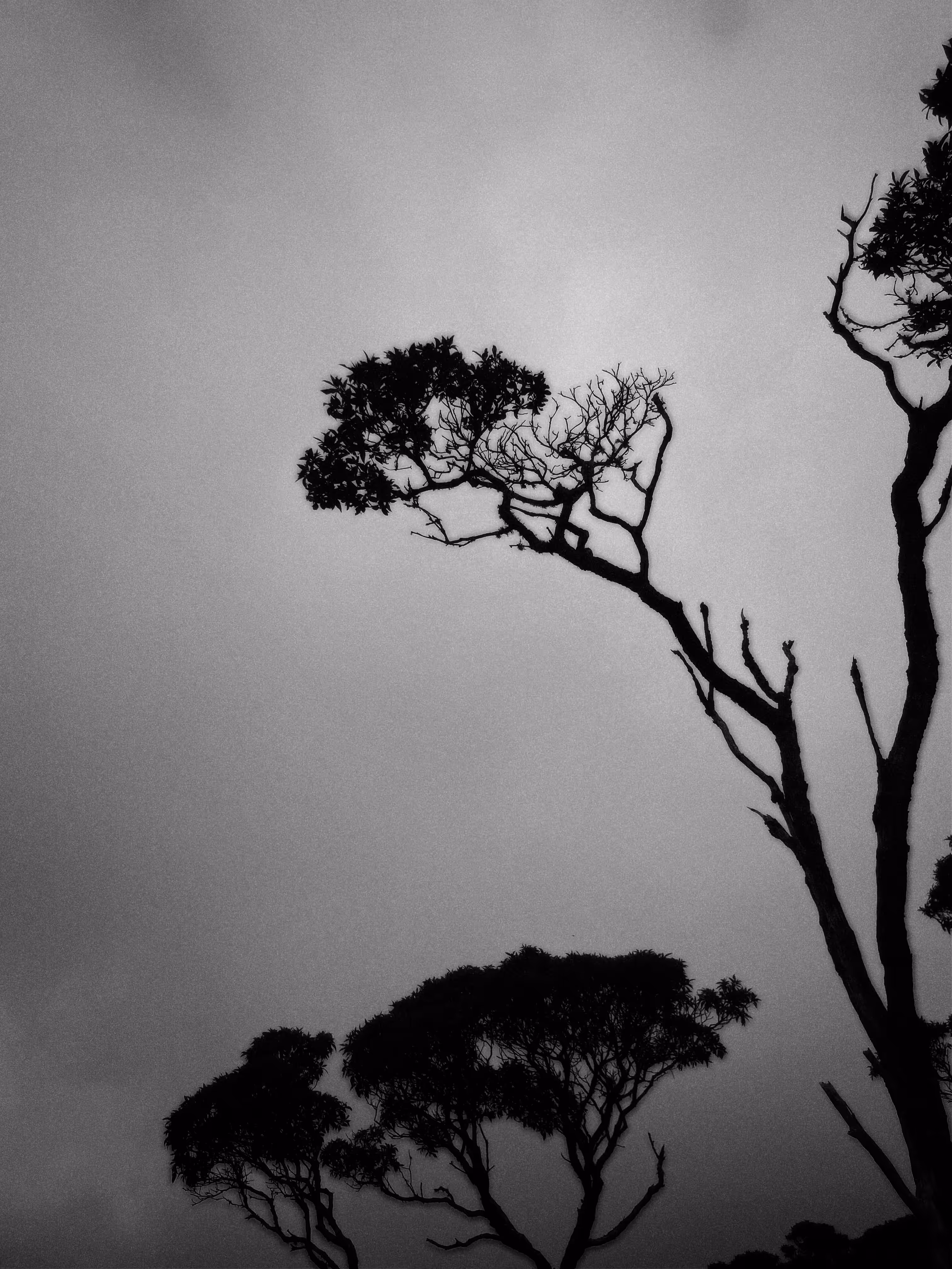 I'm a tree #2