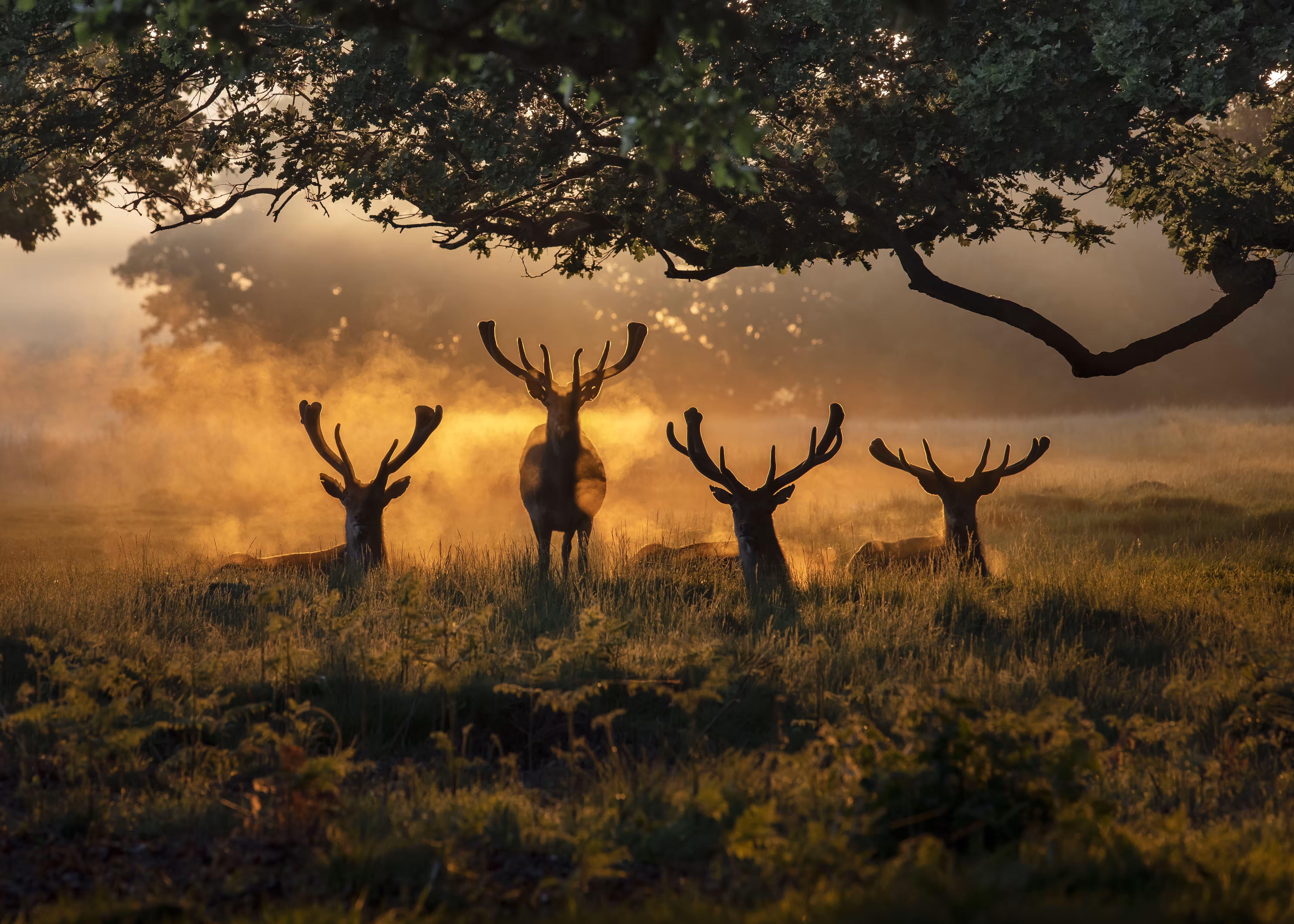 Rising From the Mist