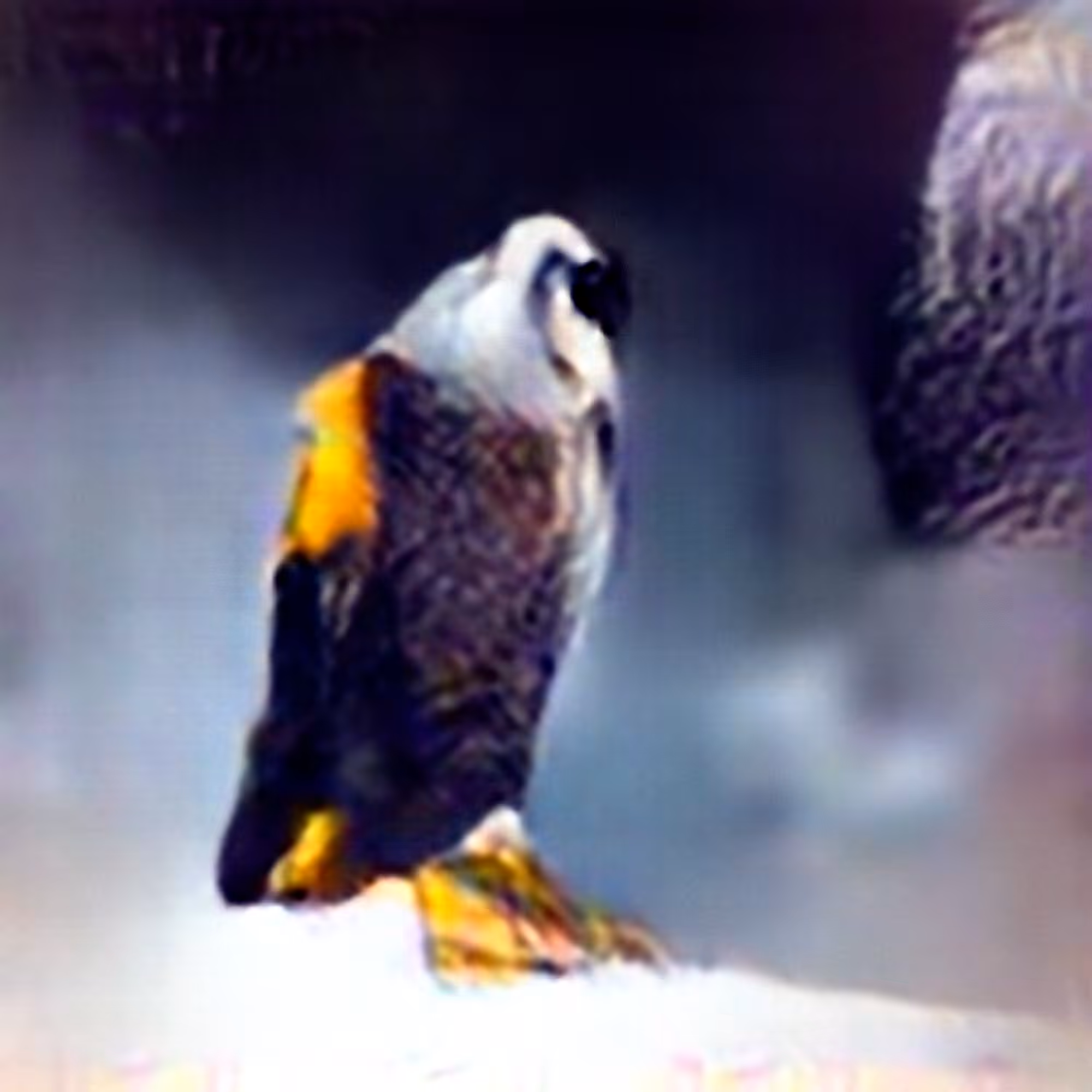Peregrine Falcon #1 (Corpus: American Predators)