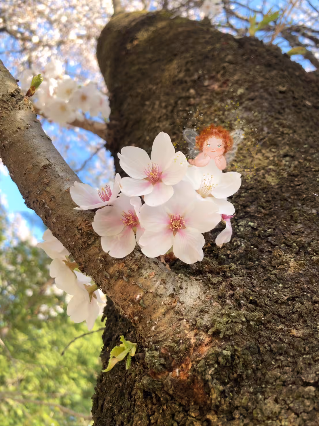Sakura fairy 