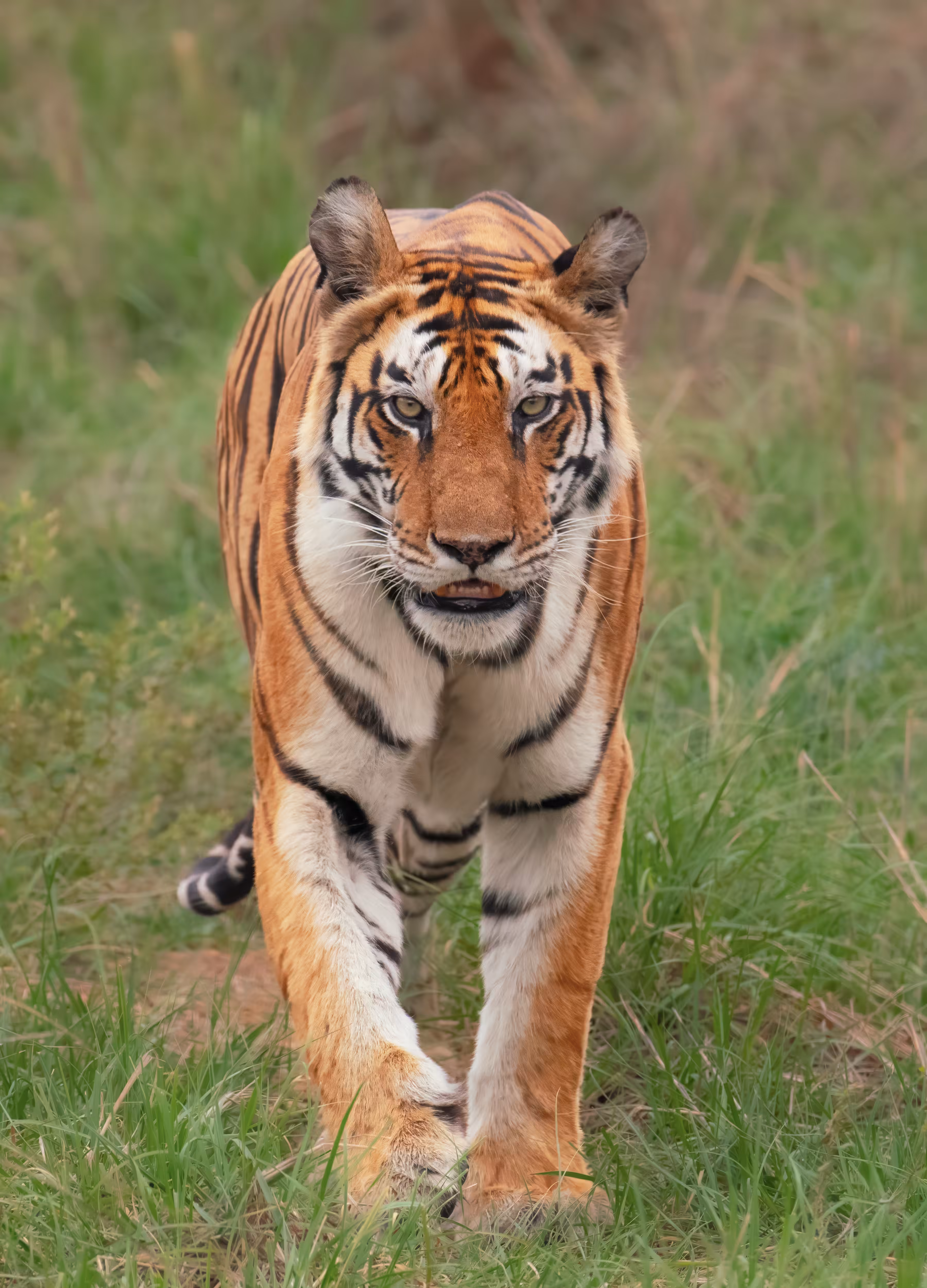 Princess of Panna
