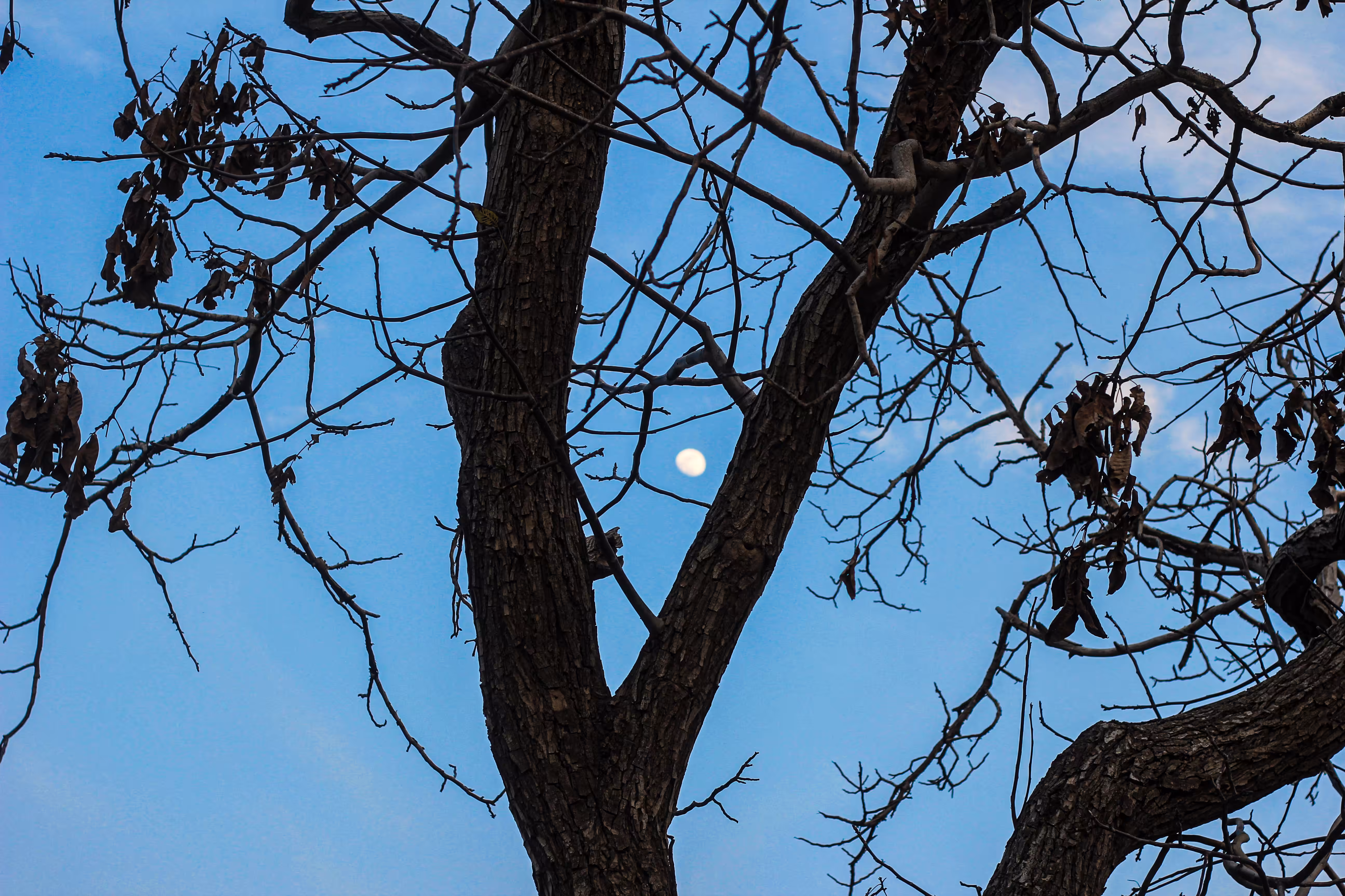 Walk with me : The Moon Behind the Branches