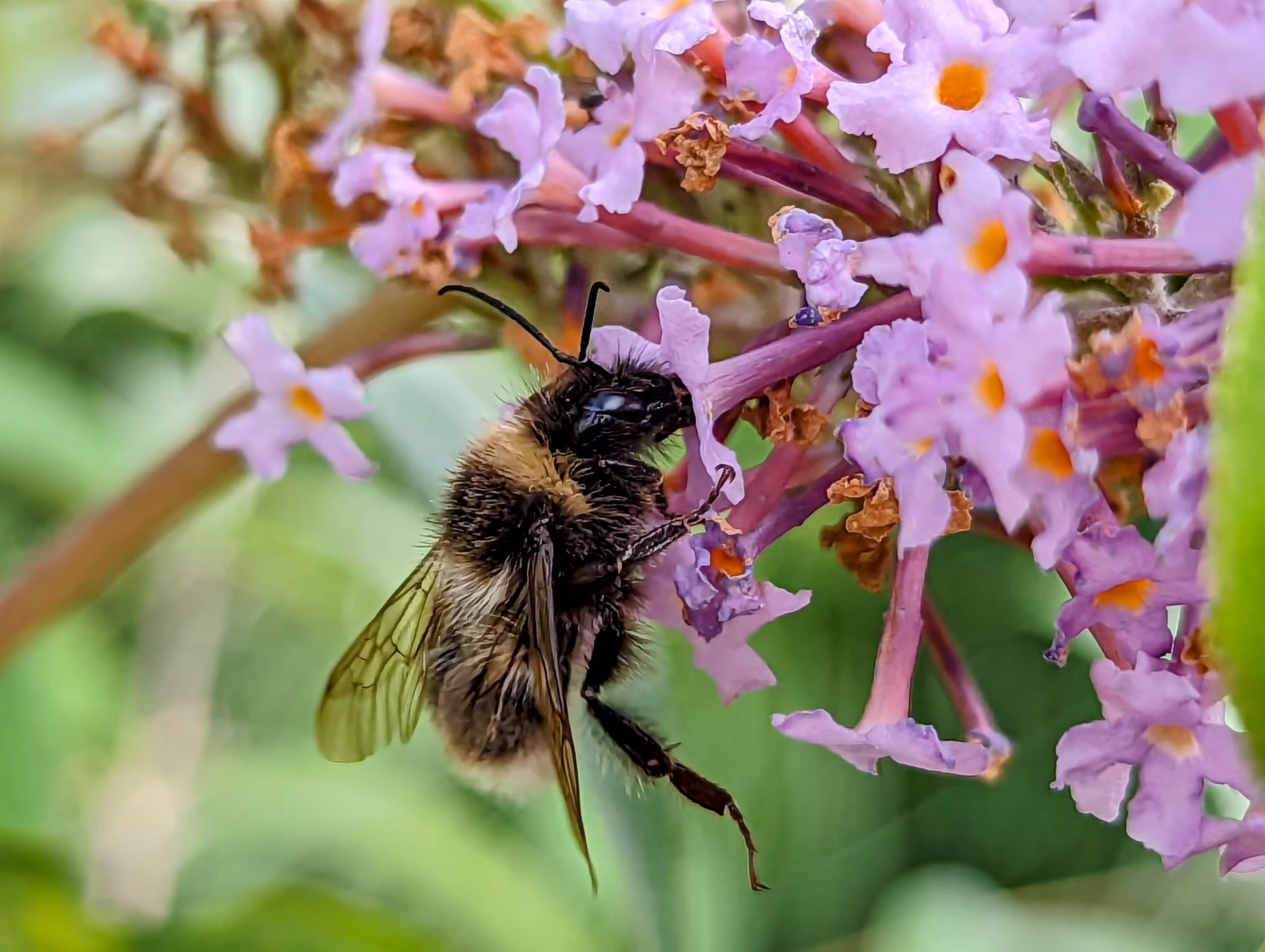 Hang on bee