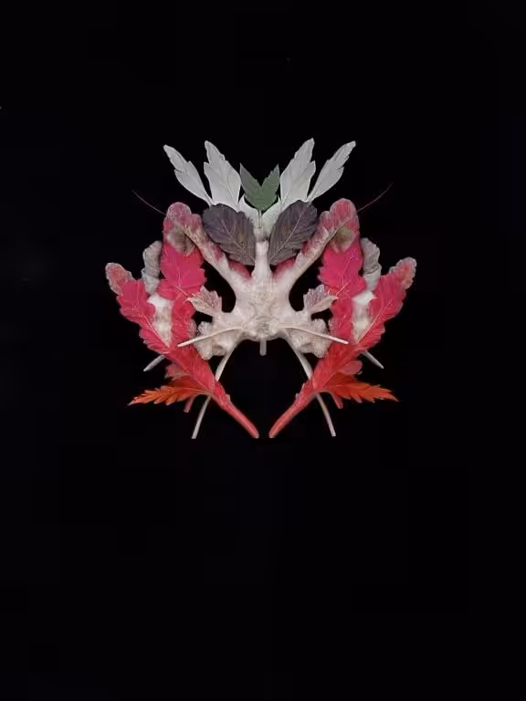 Emilia Trevisani - Osseomycetalis Vithinta