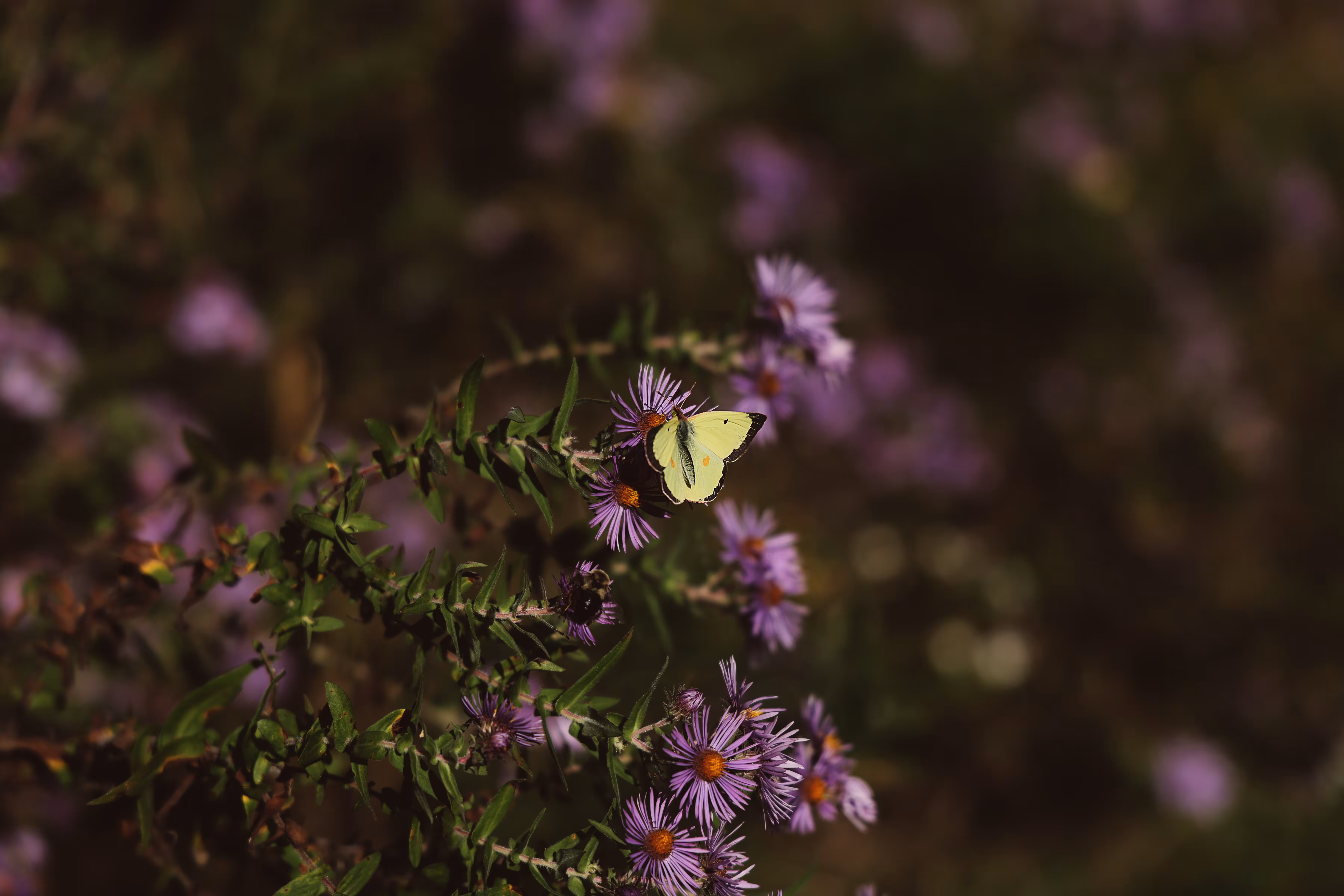 _wings