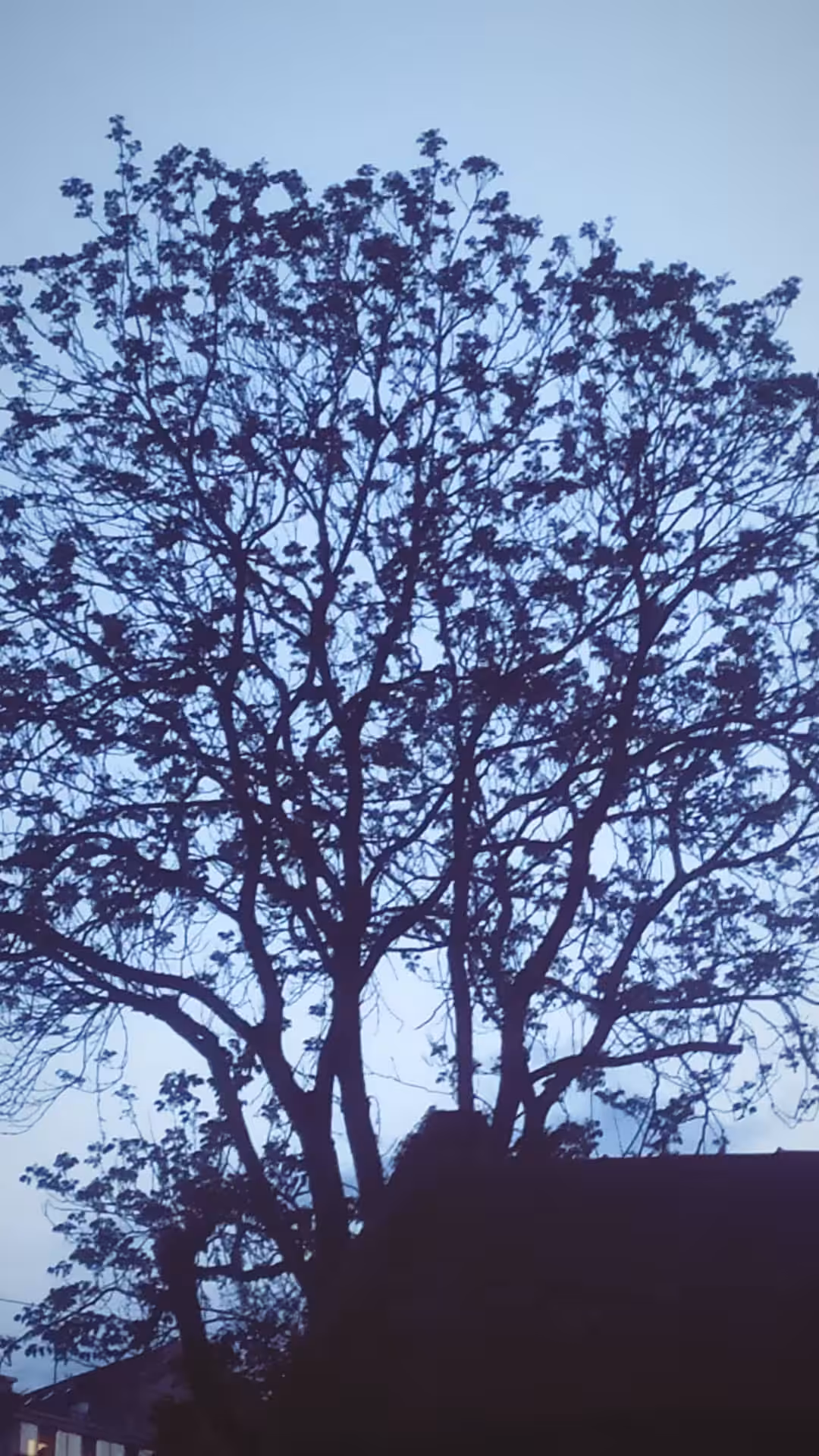 Through the Blue