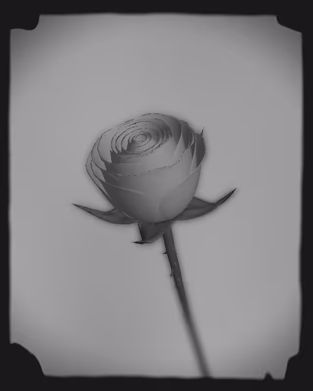 Rose 1851 #33