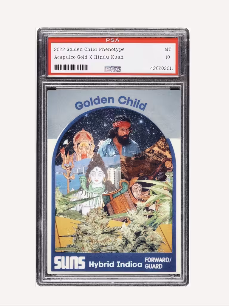 SS2022 Golden Child Hybrid Indica Pheno