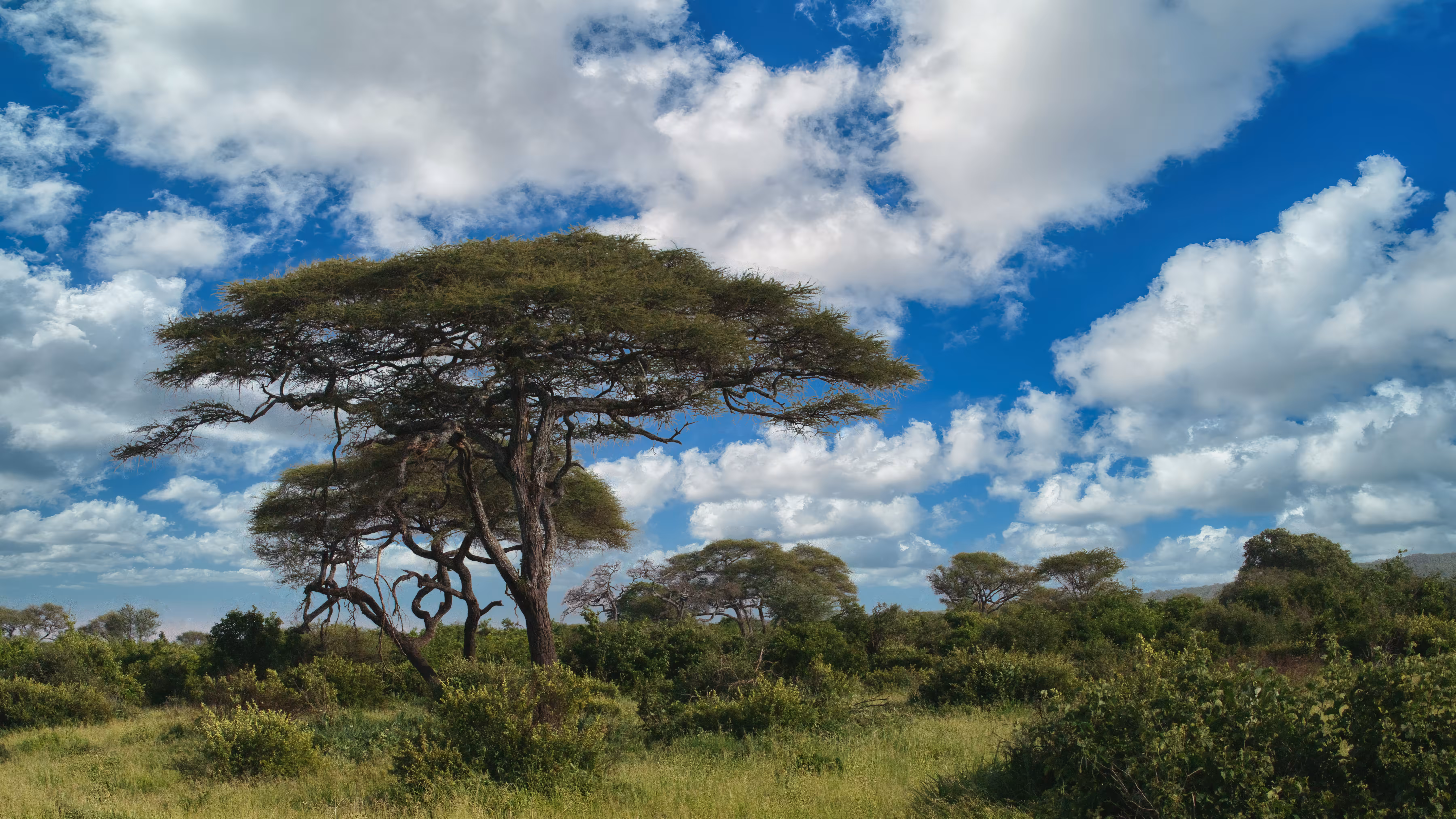 Savanna’s Breath