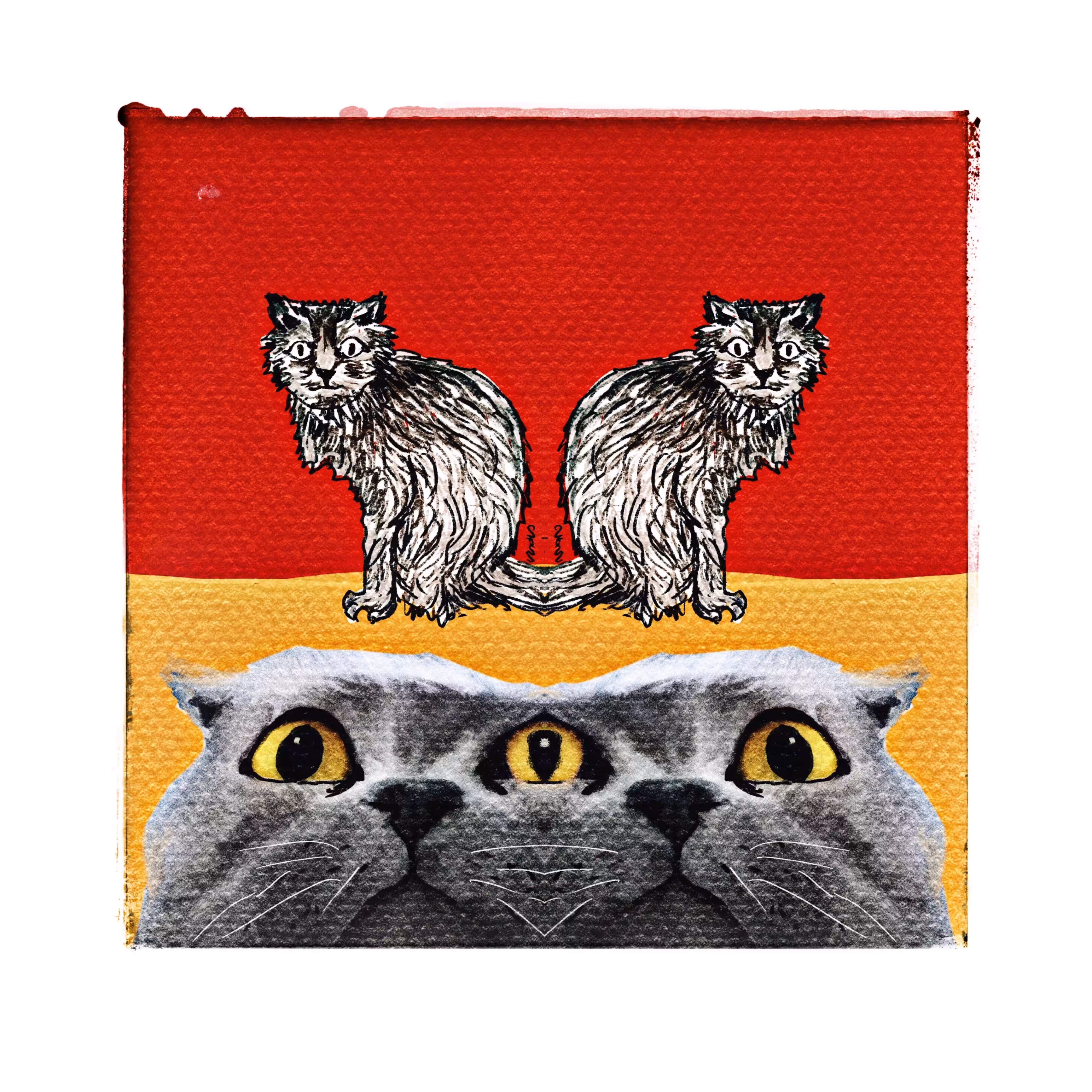 Angpao the cat