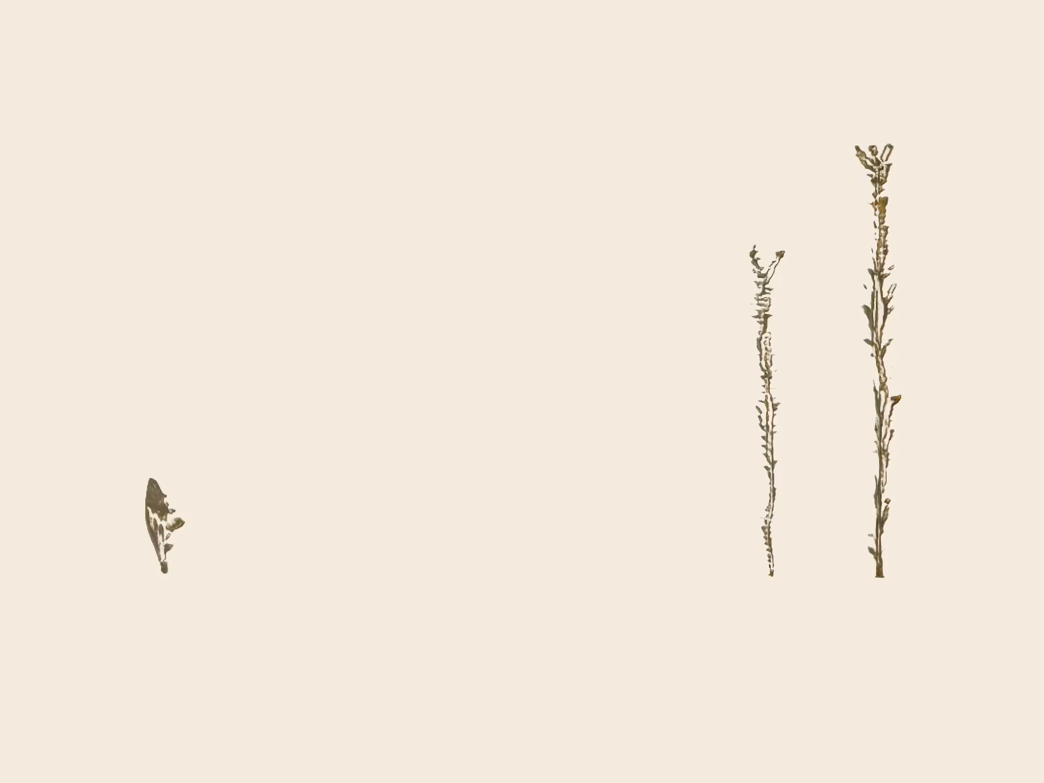 unknown samples (areal.collect(3)) (study)
