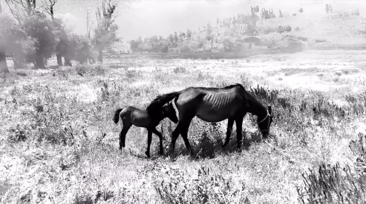Horse Family