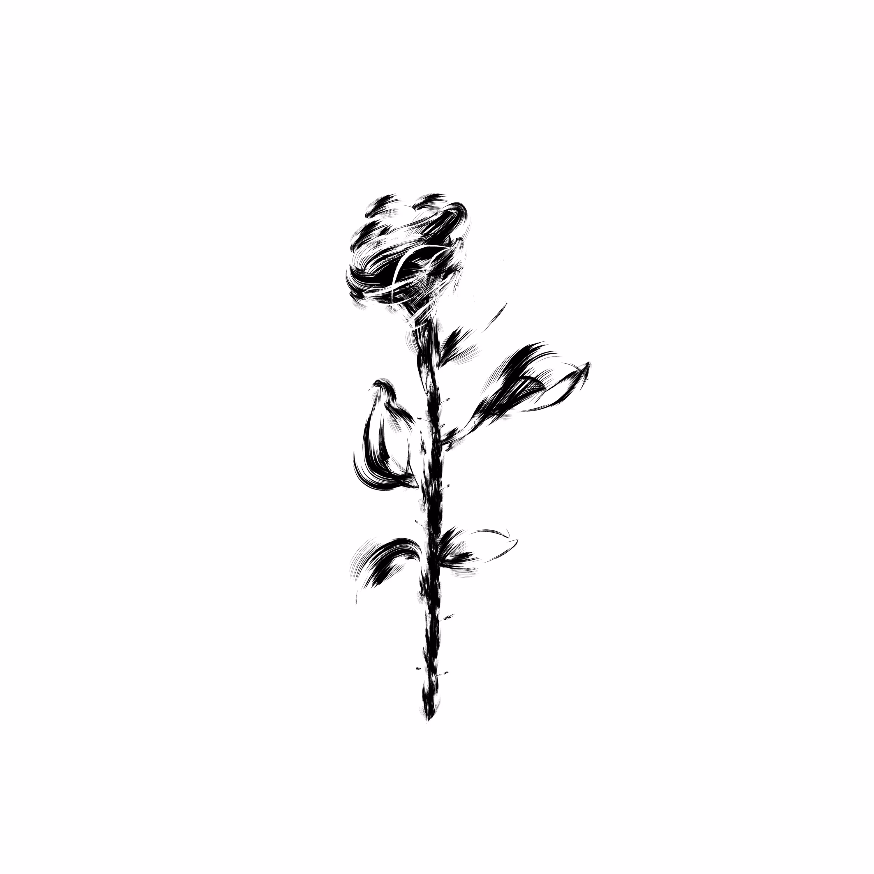 deadrose