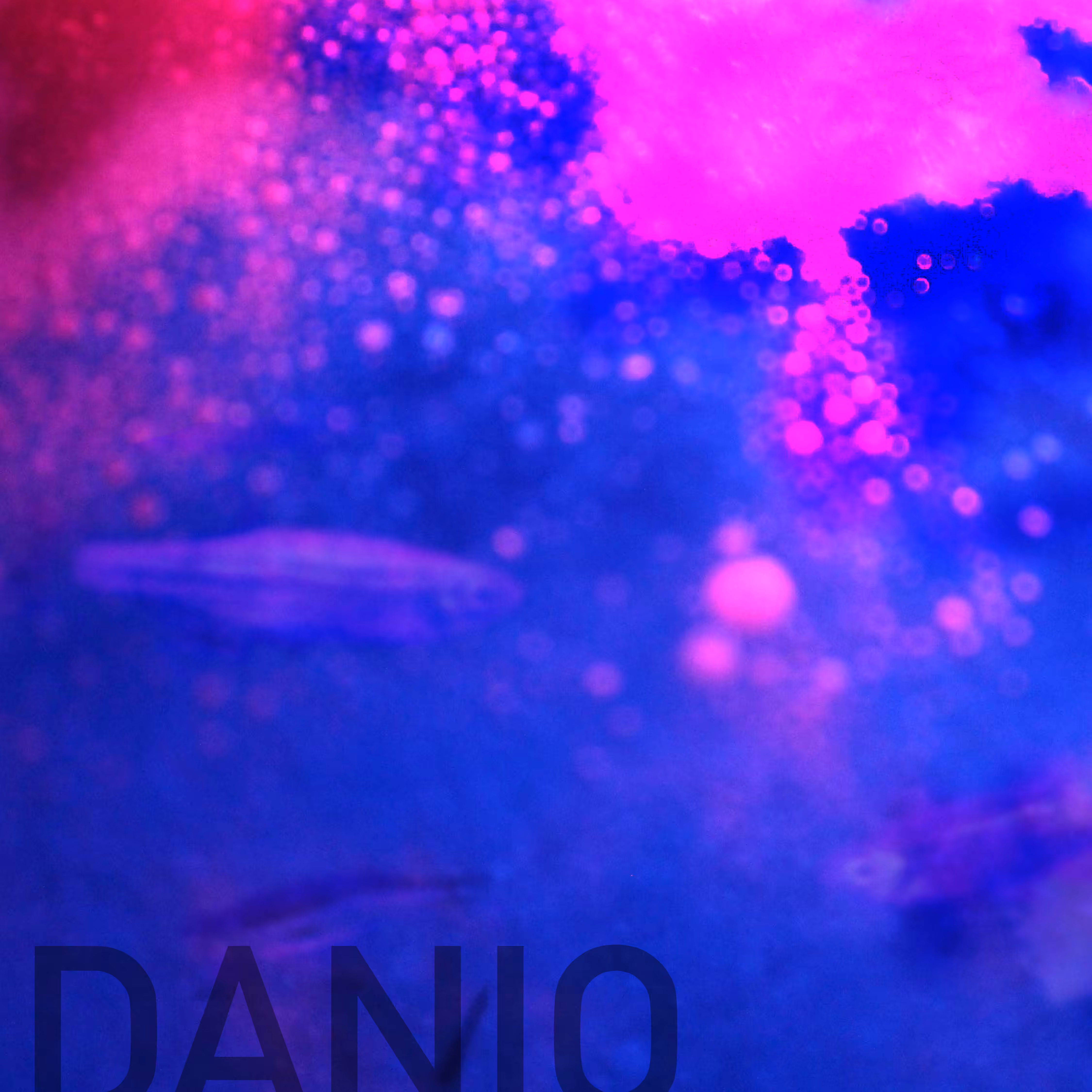 Danio