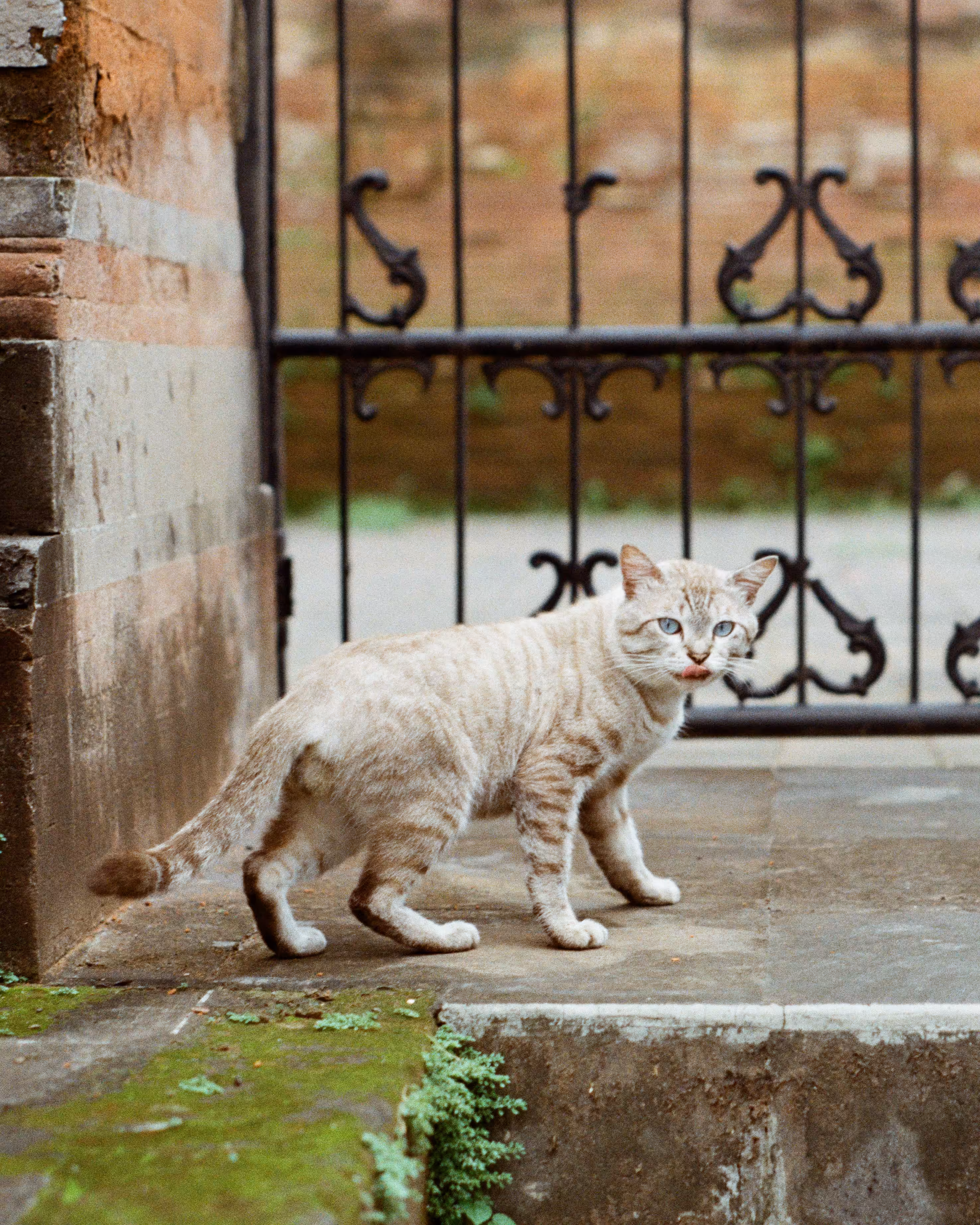 Wild Cat