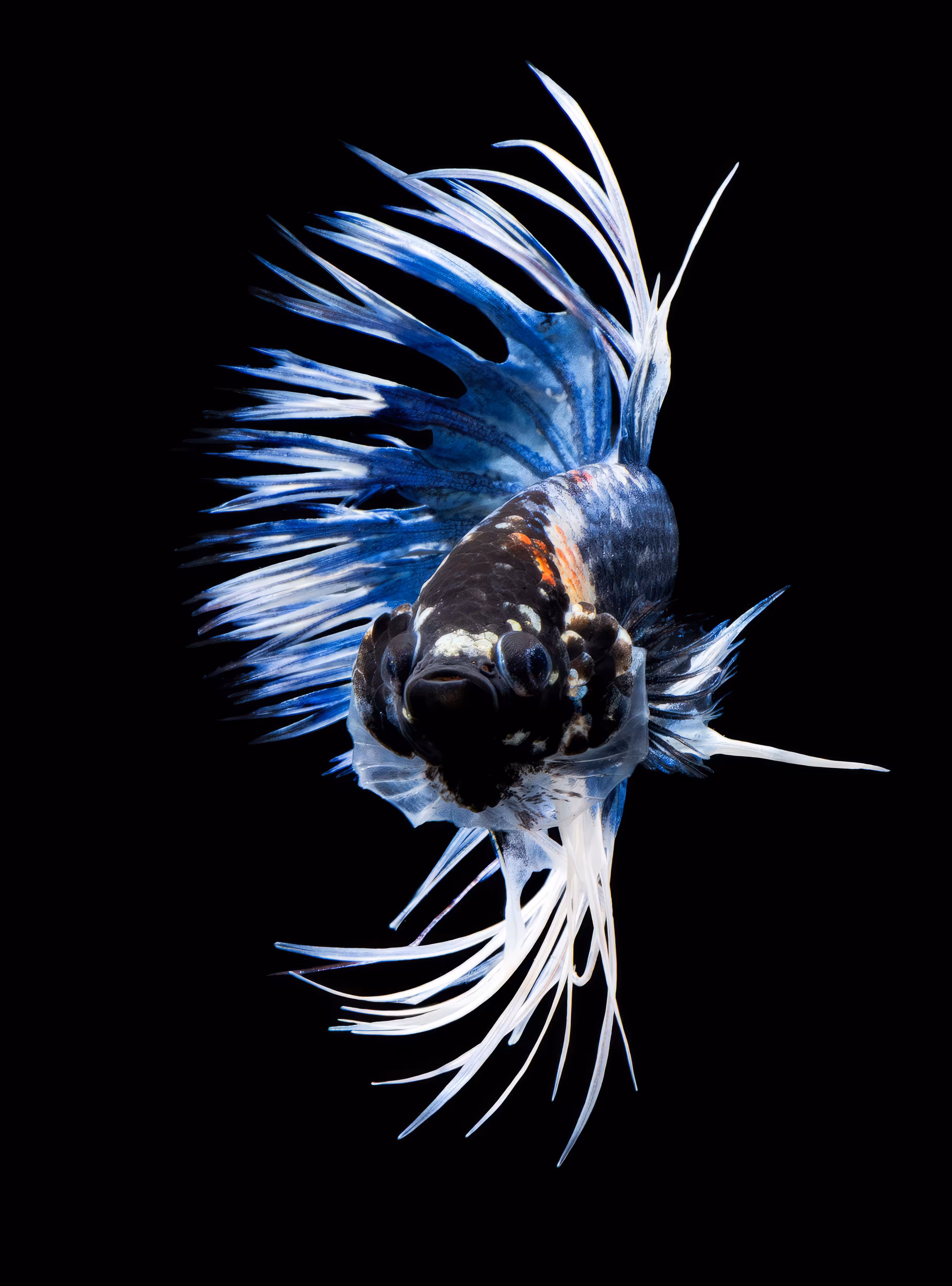 Crown-tail Betta