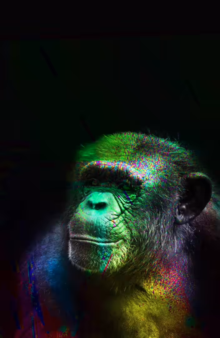 Ape