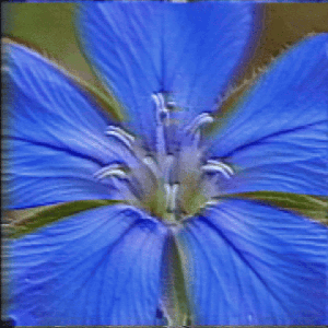 [ceratostigma plumbaginoides]
