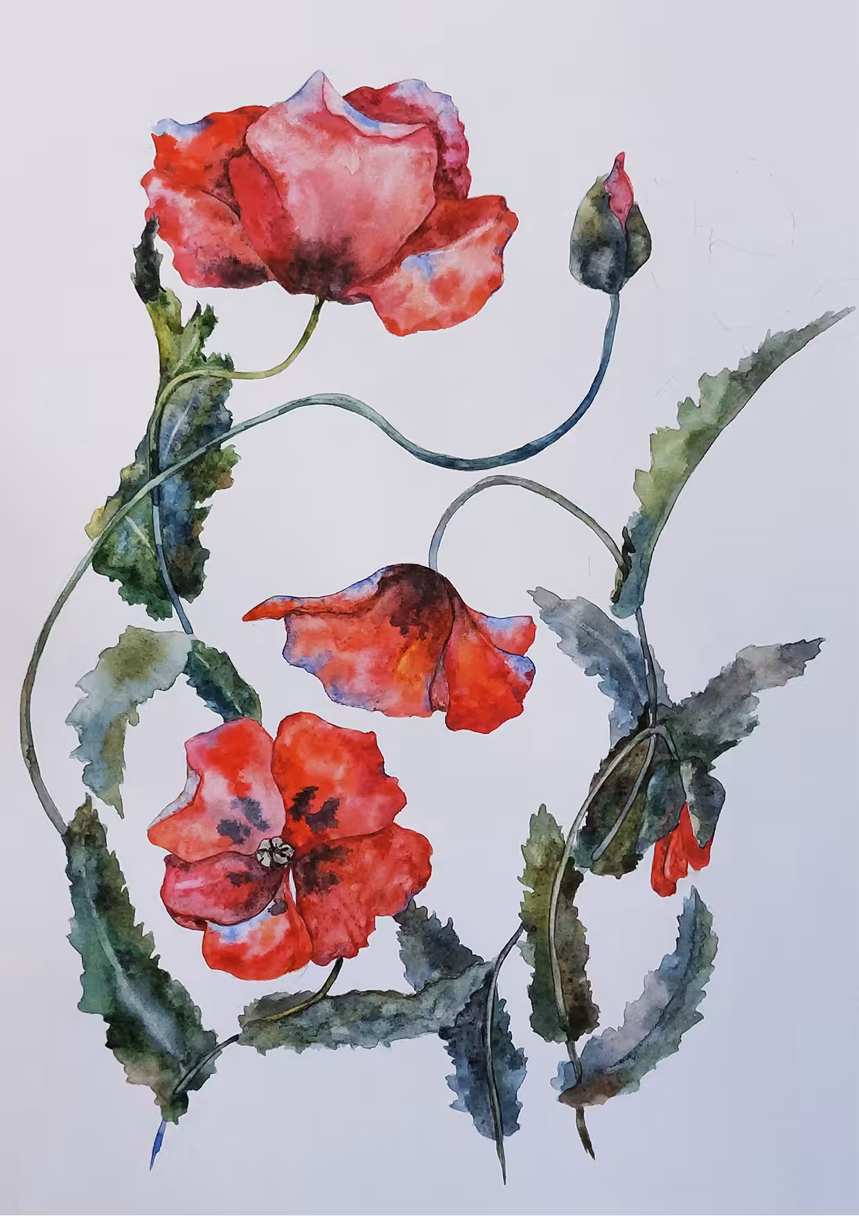 scarlet poppies